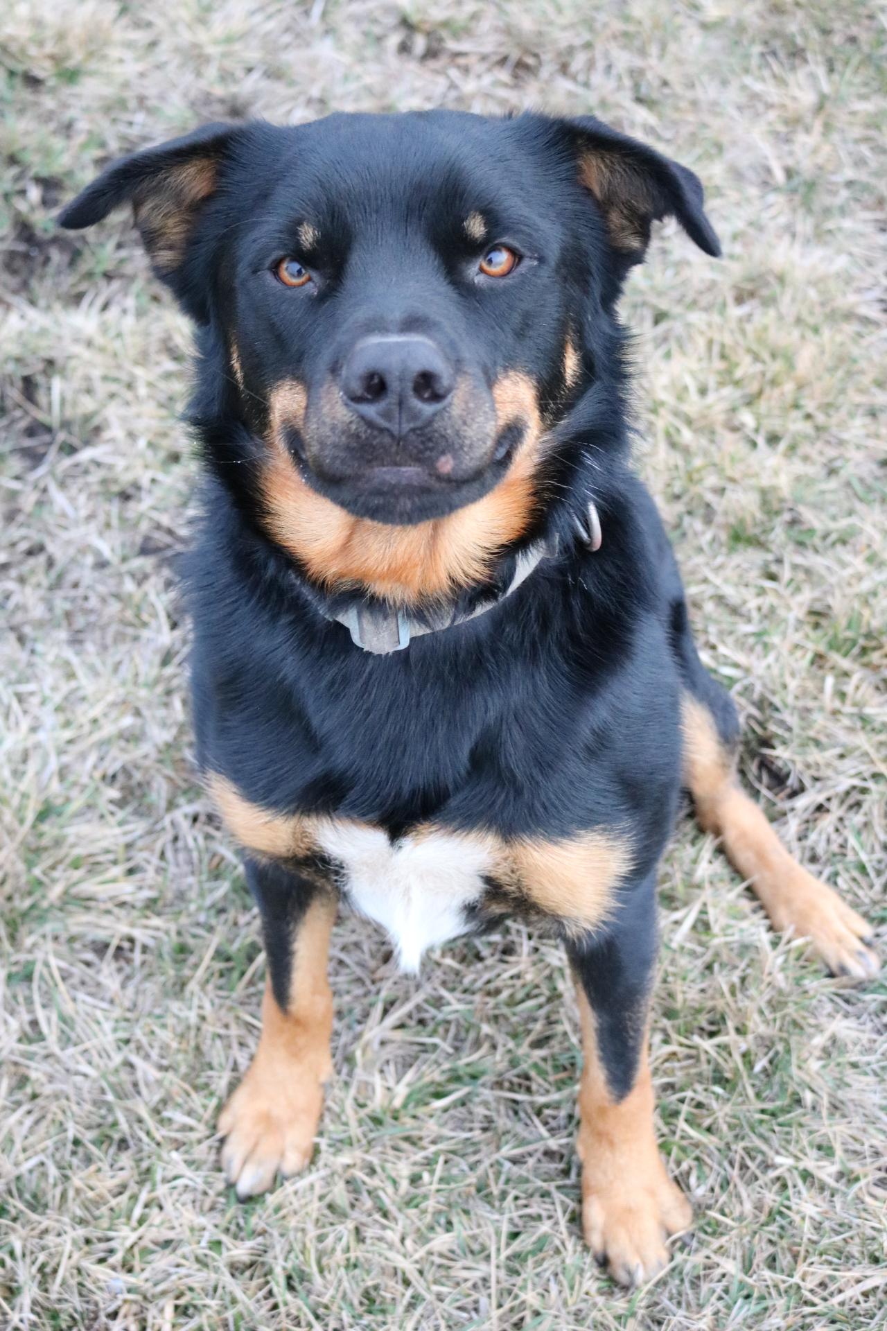 Enlarge Titan, a ADOPTABLE mixed breed in La Grande, OR image 1/3