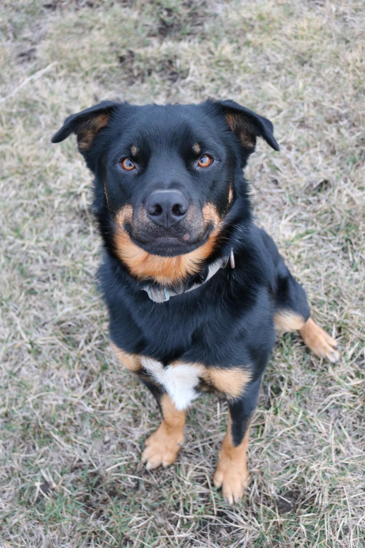 Enlarge Titan, a ADOPTABLE mixed breed in La Grande, OR image 3/3