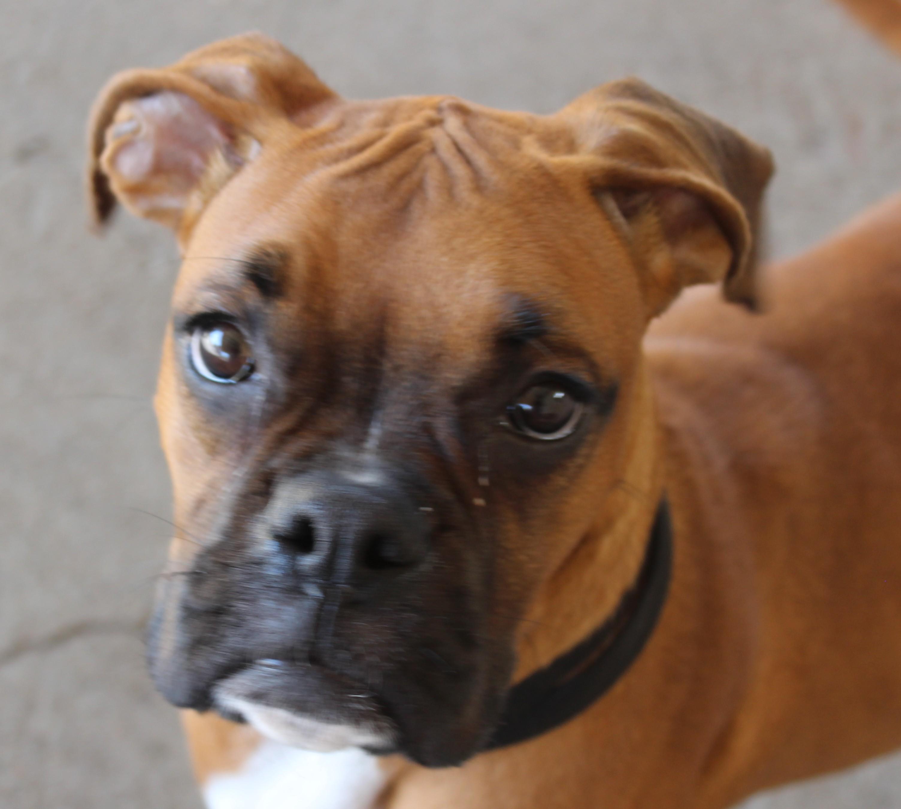 Enlarge Stormy, an adopted mixed breed in Huron, SD image 1/5