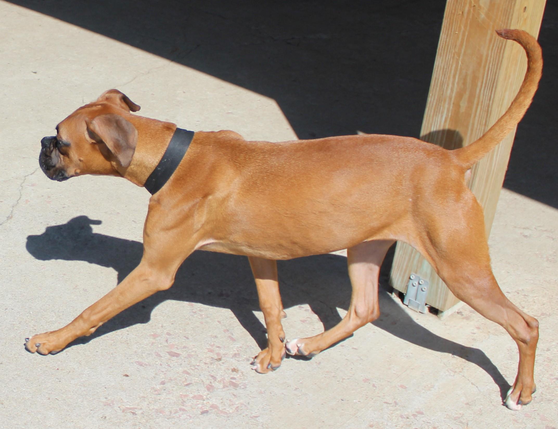 Enlarge Stormy, an adopted mixed breed in Huron, SD image 2/5
