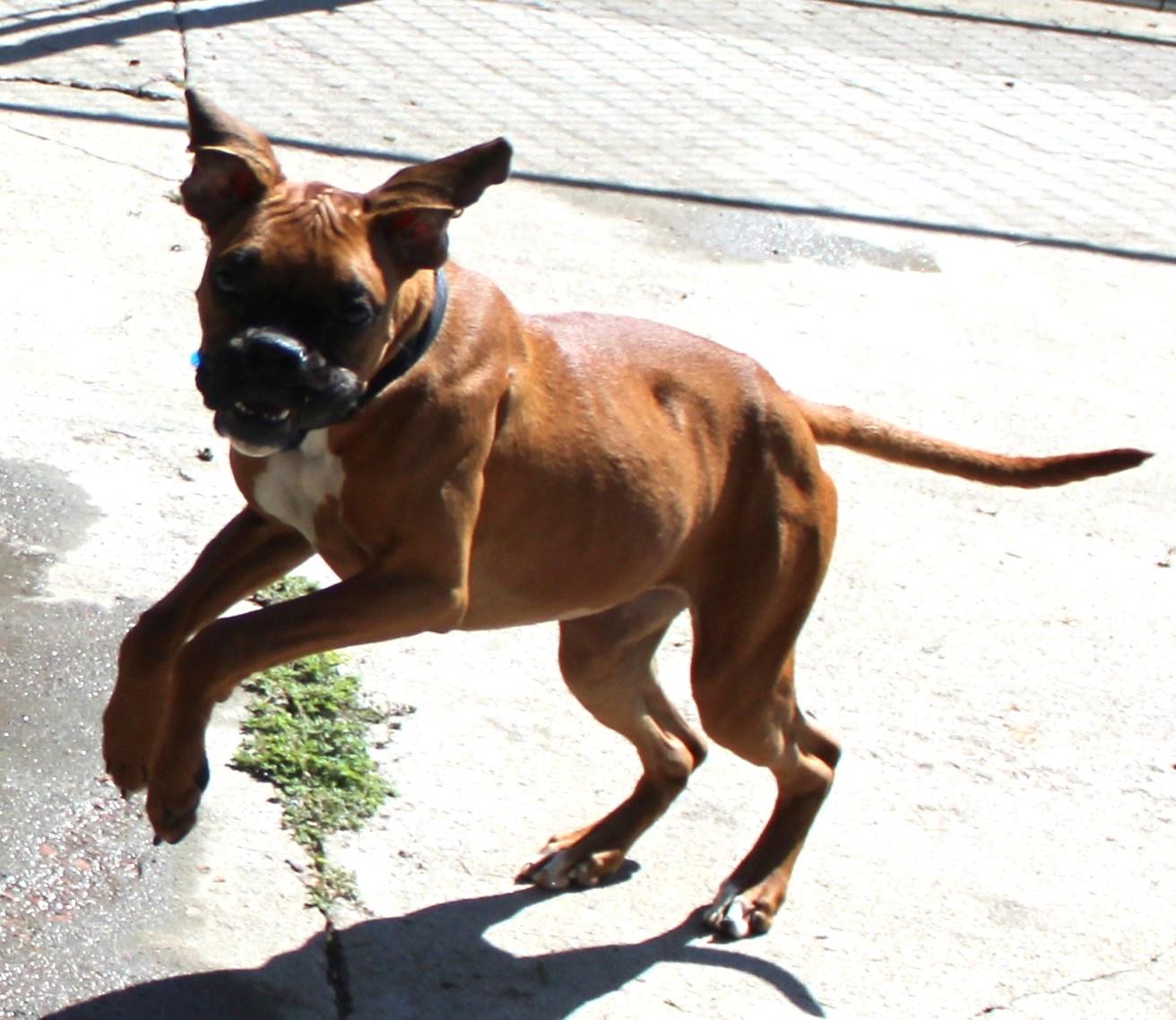 Enlarge Stormy, an adopted mixed breed in Huron, SD image 4/5