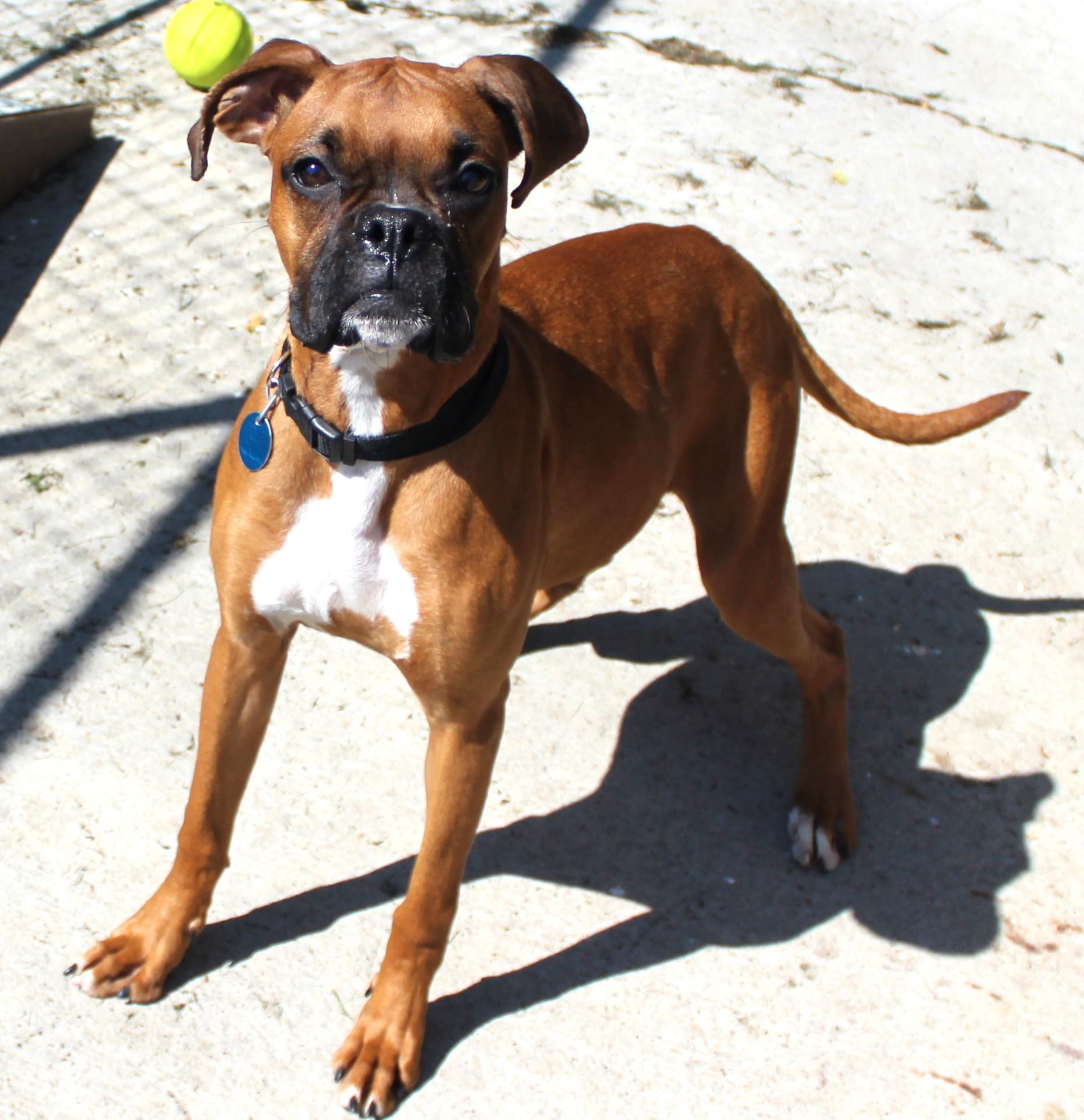 Enlarge Stormy, an adopted mixed breed in Huron, SD image 3/5