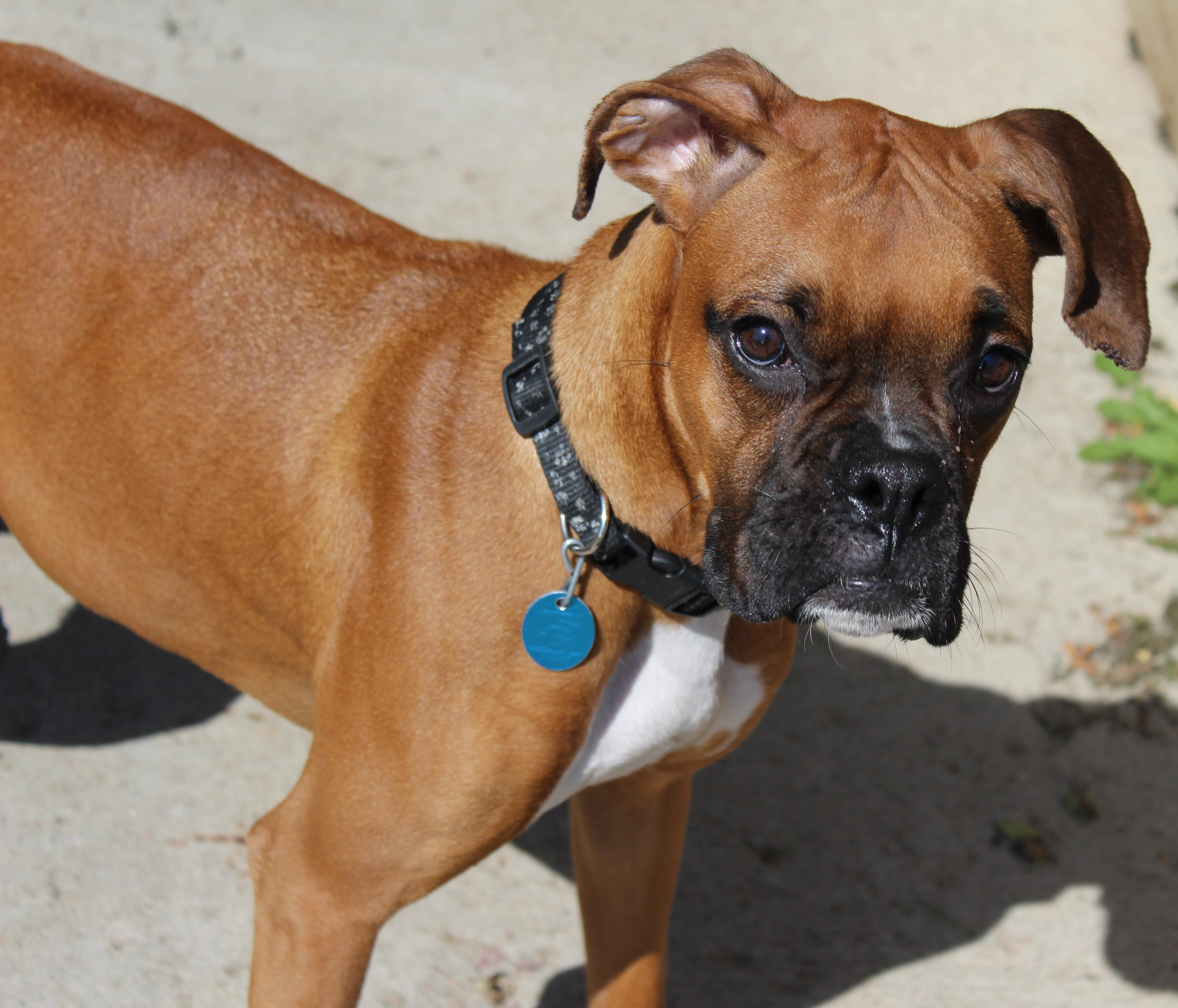 Enlarge Stormy, an adopted mixed breed in Huron, SD image 5/5