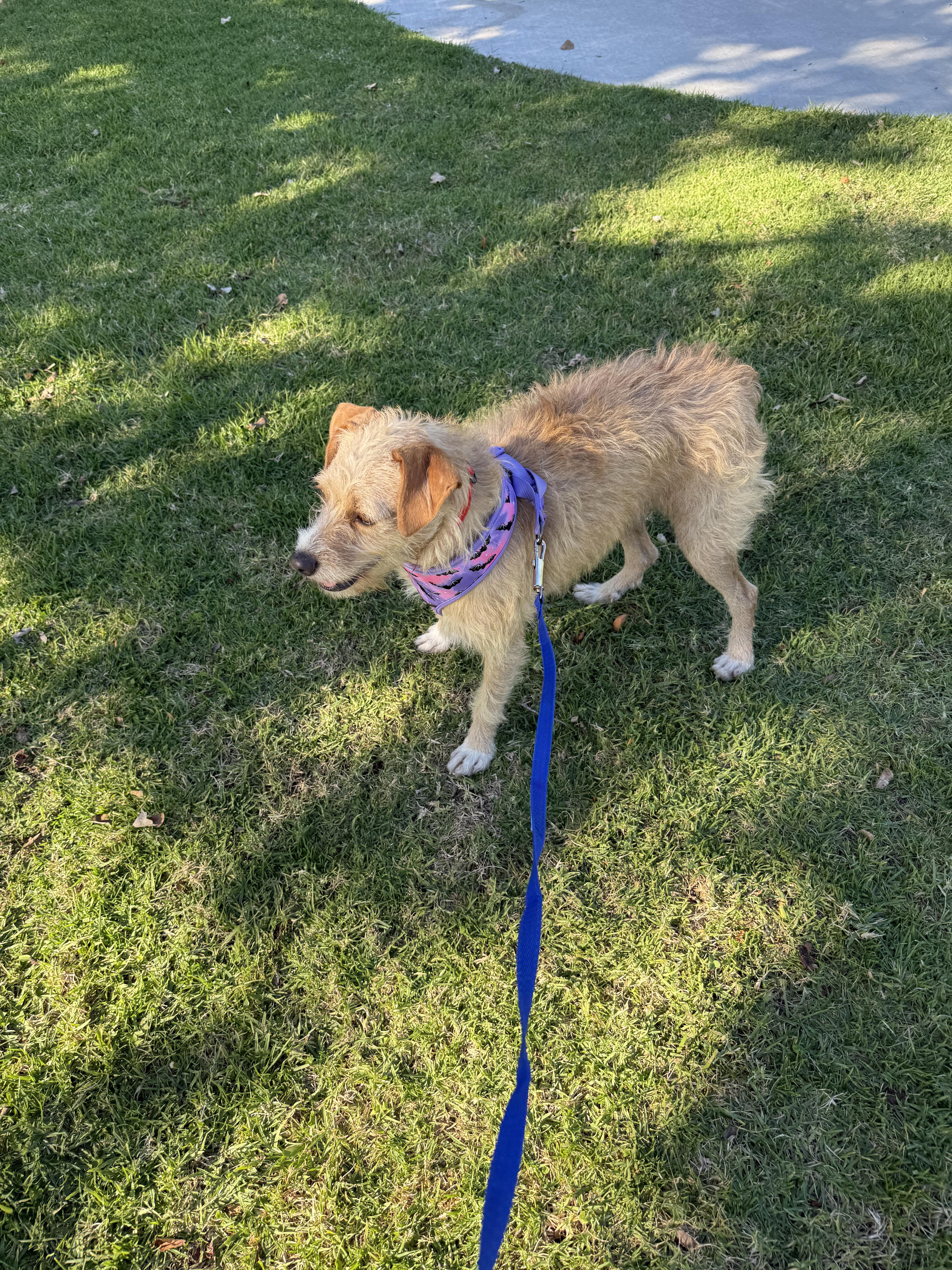 Cali