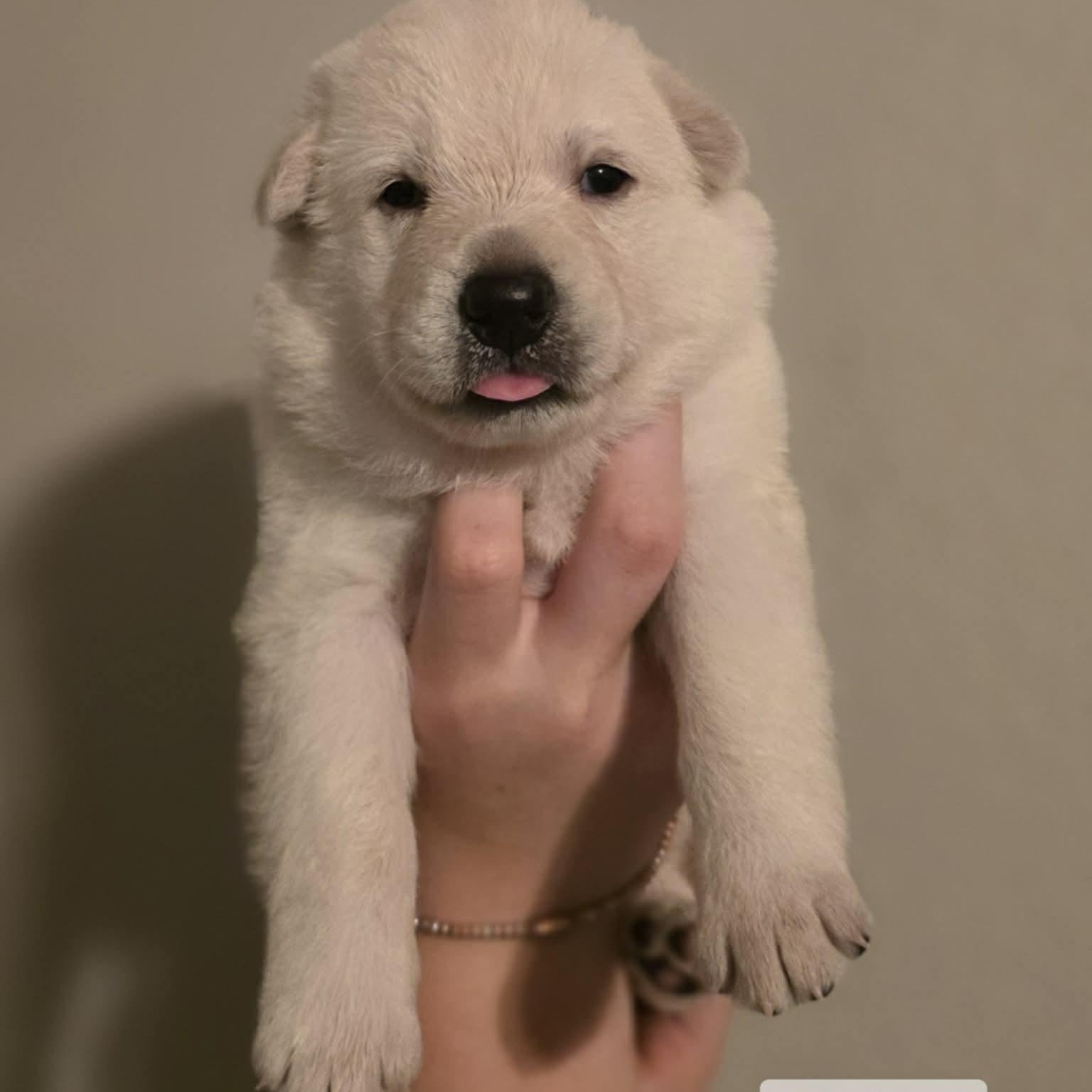 Amazing Arra, Adoptable, Puppy Female Yellow Labrador Retriever.