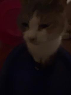 Enlarge Chloe, a Adoptable Dilute Calico in Mesquite, TX image 1/1