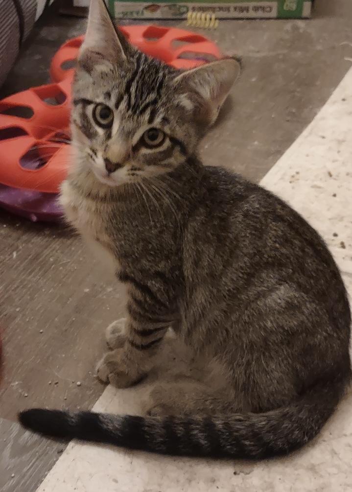 Jackson, Adopted, Young Male Domestic Short Hair.