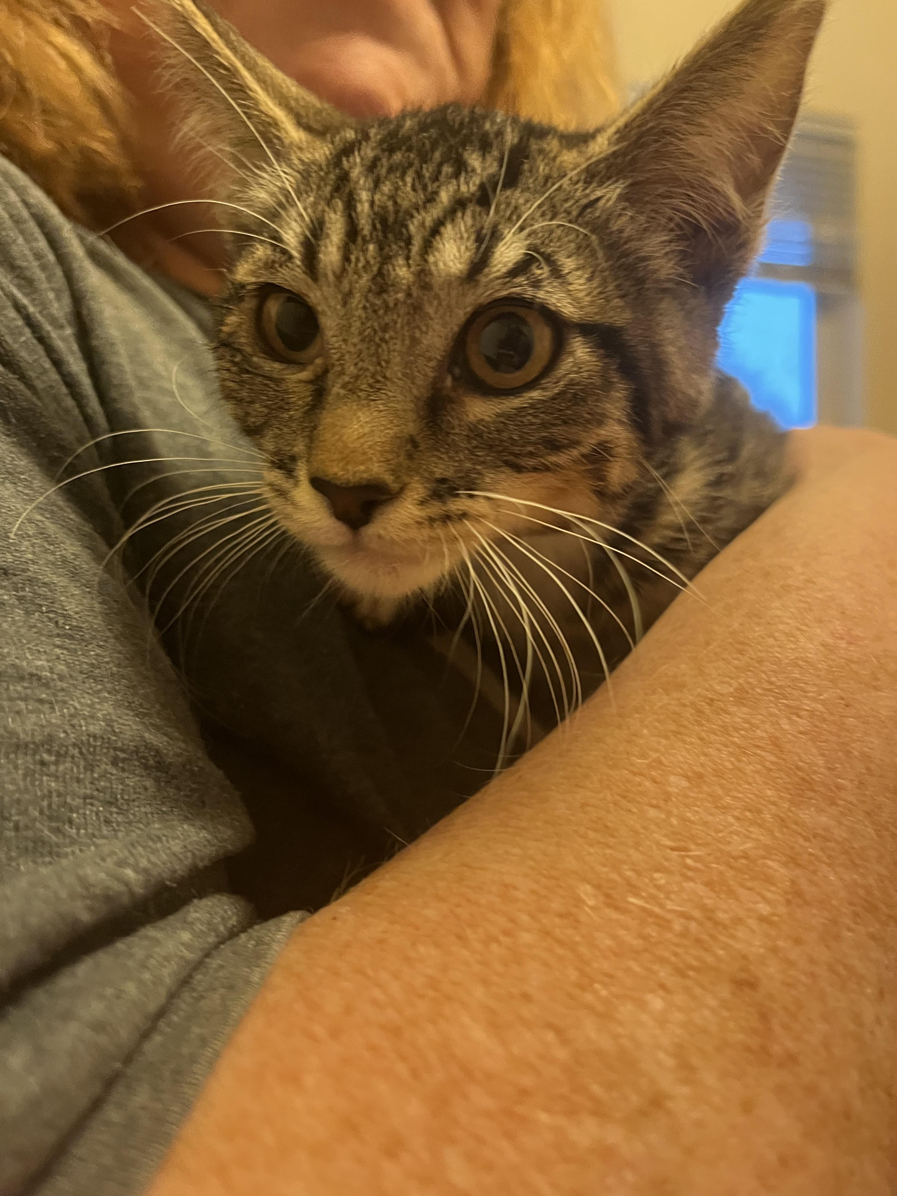 Enlarge Jackson, a Adopted Domestic Short Hair in Rio Linda, CA image 3/3