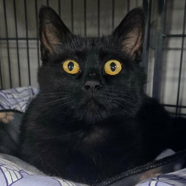 Enlarge Shlameel, a Adoptable Domestic Short Hair in Woodbury, NJ image 1/3