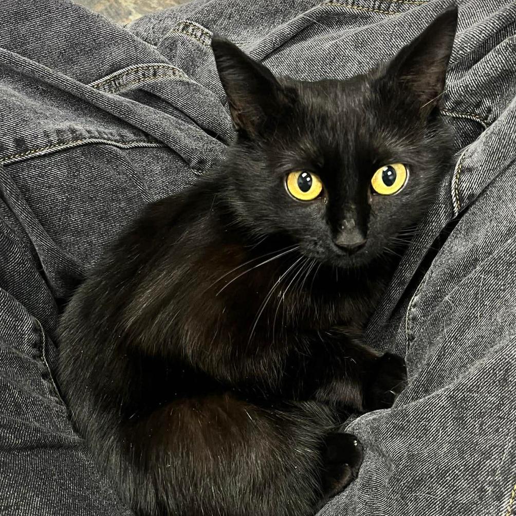 Enlarge Shlameel, a Adoptable Domestic Short Hair in Woodbury, NJ image 2/3