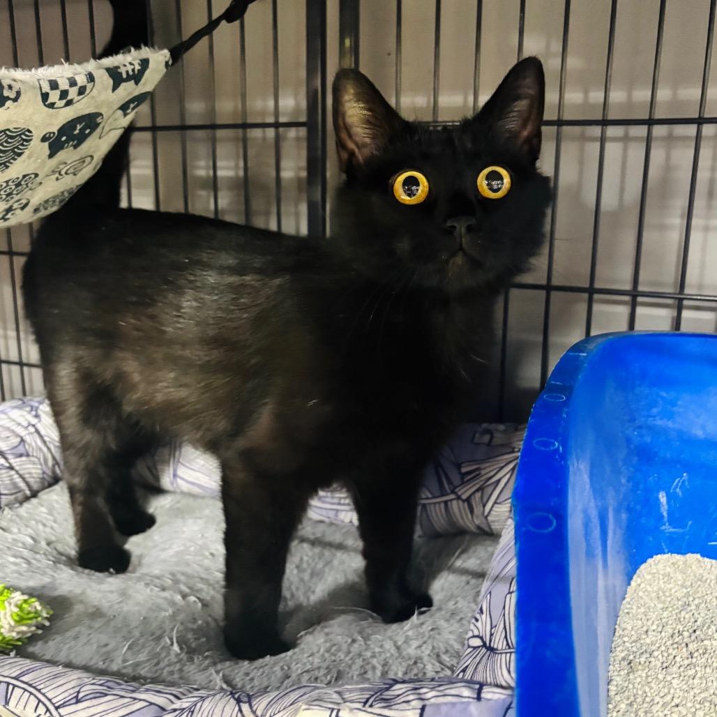 Enlarge Shlameel, a Adoptable Domestic Short Hair in Woodbury, NJ image 3/5