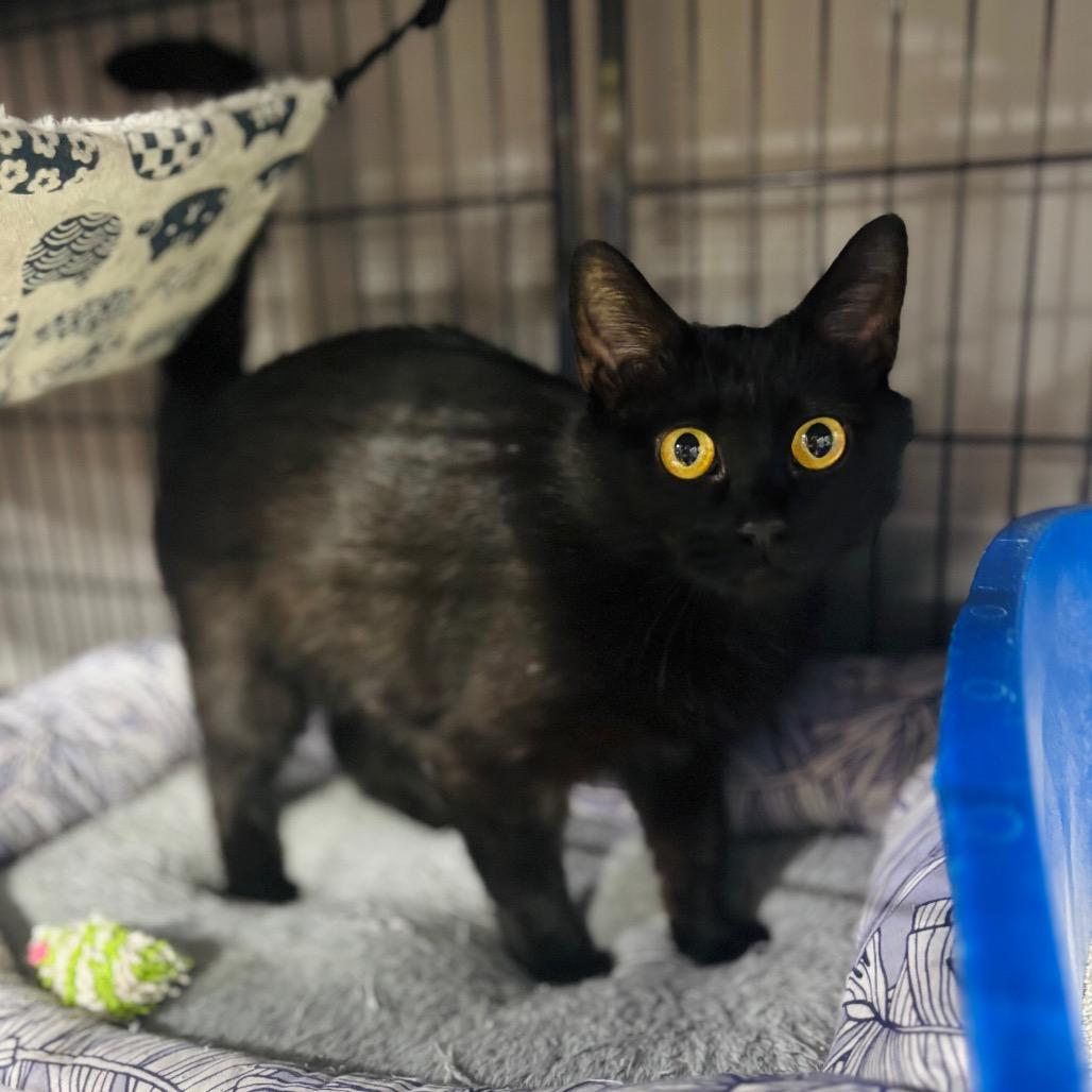 Enlarge Shlameel, a Adoptable Domestic Short Hair in Woodbury, NJ image 4/5