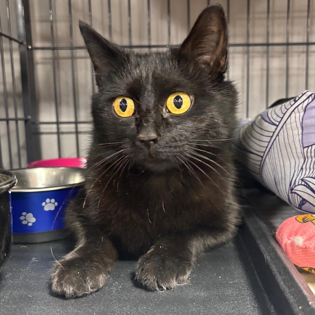 Enlarge Shlameel, a Adoptable Domestic Short Hair in Woodbury, NJ image 3/3