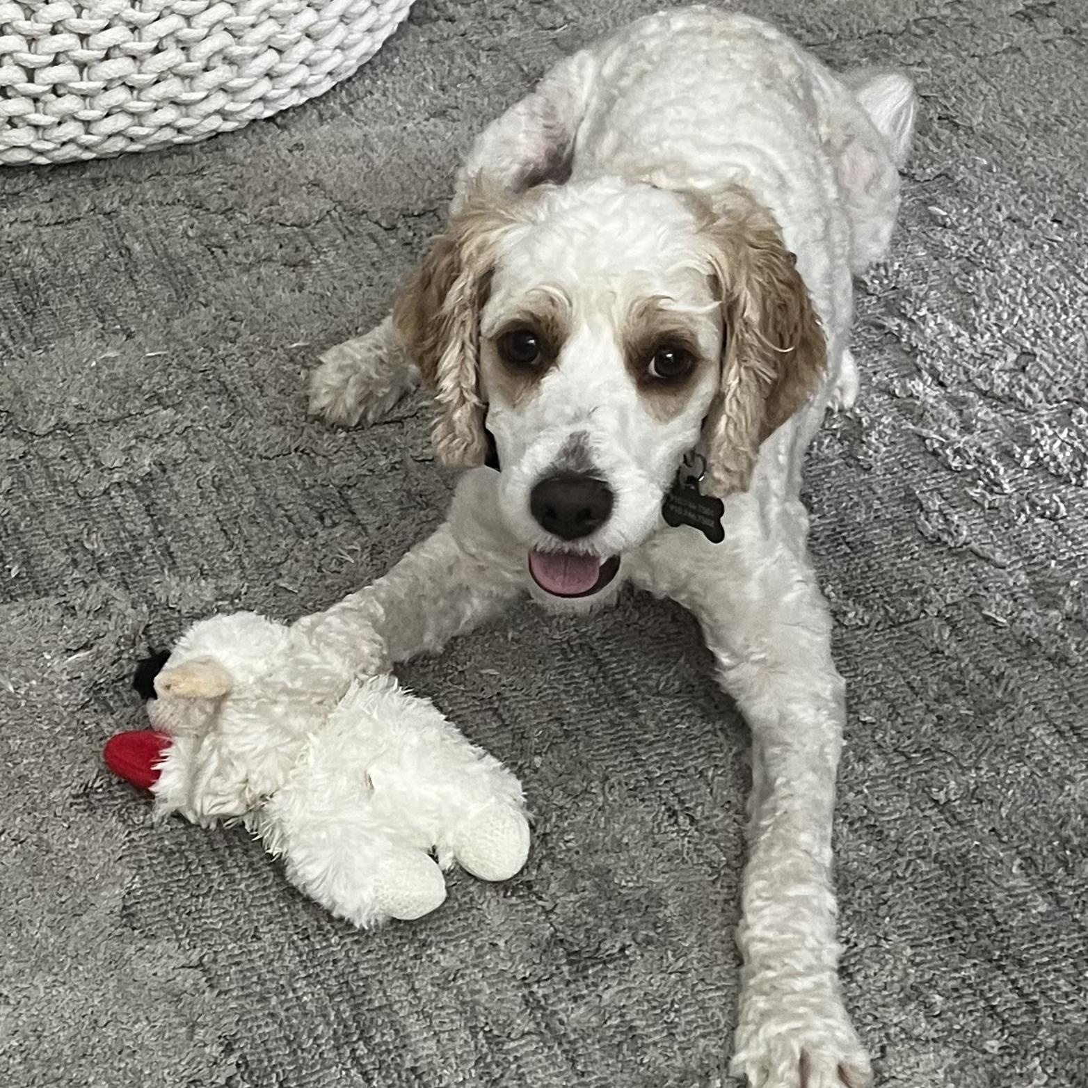 Enlarge BUDDY-NORTH CAROLINA, an adopted Cavapoo in Leland, NC image 5/6