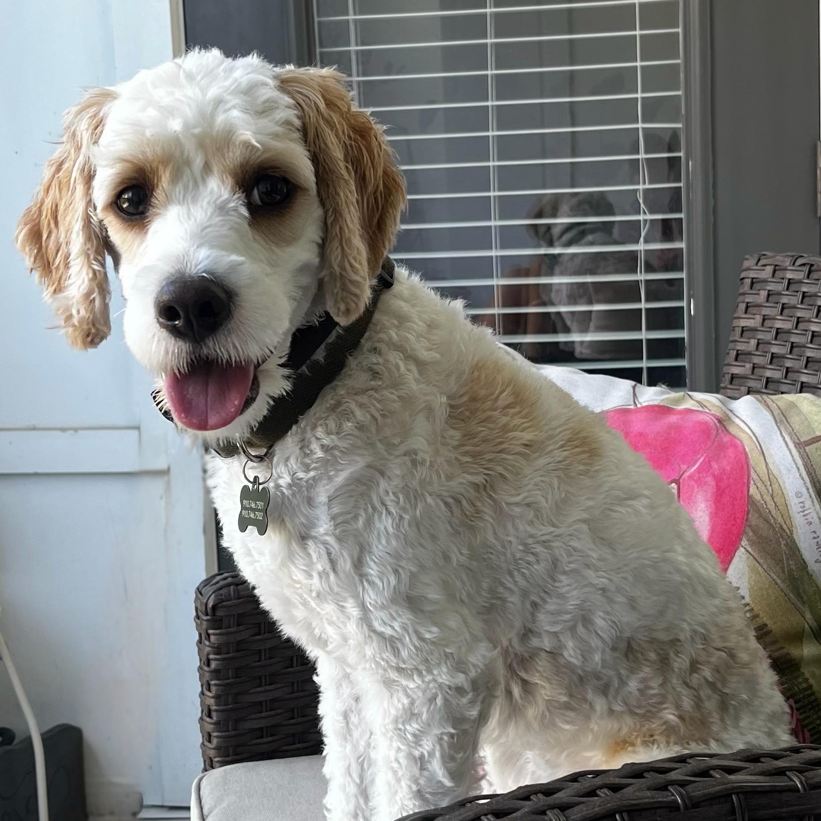 Enlarge BUDDY-NORTH CAROLINA, an adopted Cavapoo in Leland, NC image 1/6