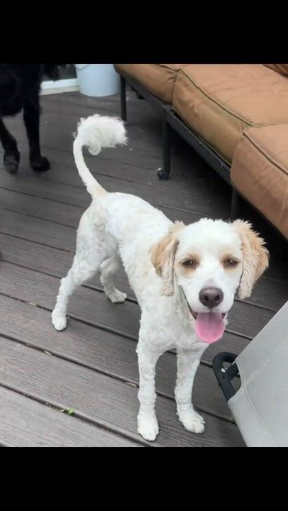 Enlarge BUDDY-NORTH CAROLINA, an adopted Cavapoo in Leland, NC video 6/6