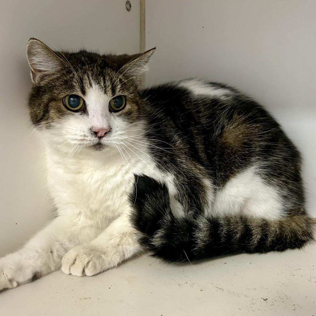 Enlarge Silver, a Adoptable Domestic Short Hair in St Joseph, MO image 1/2