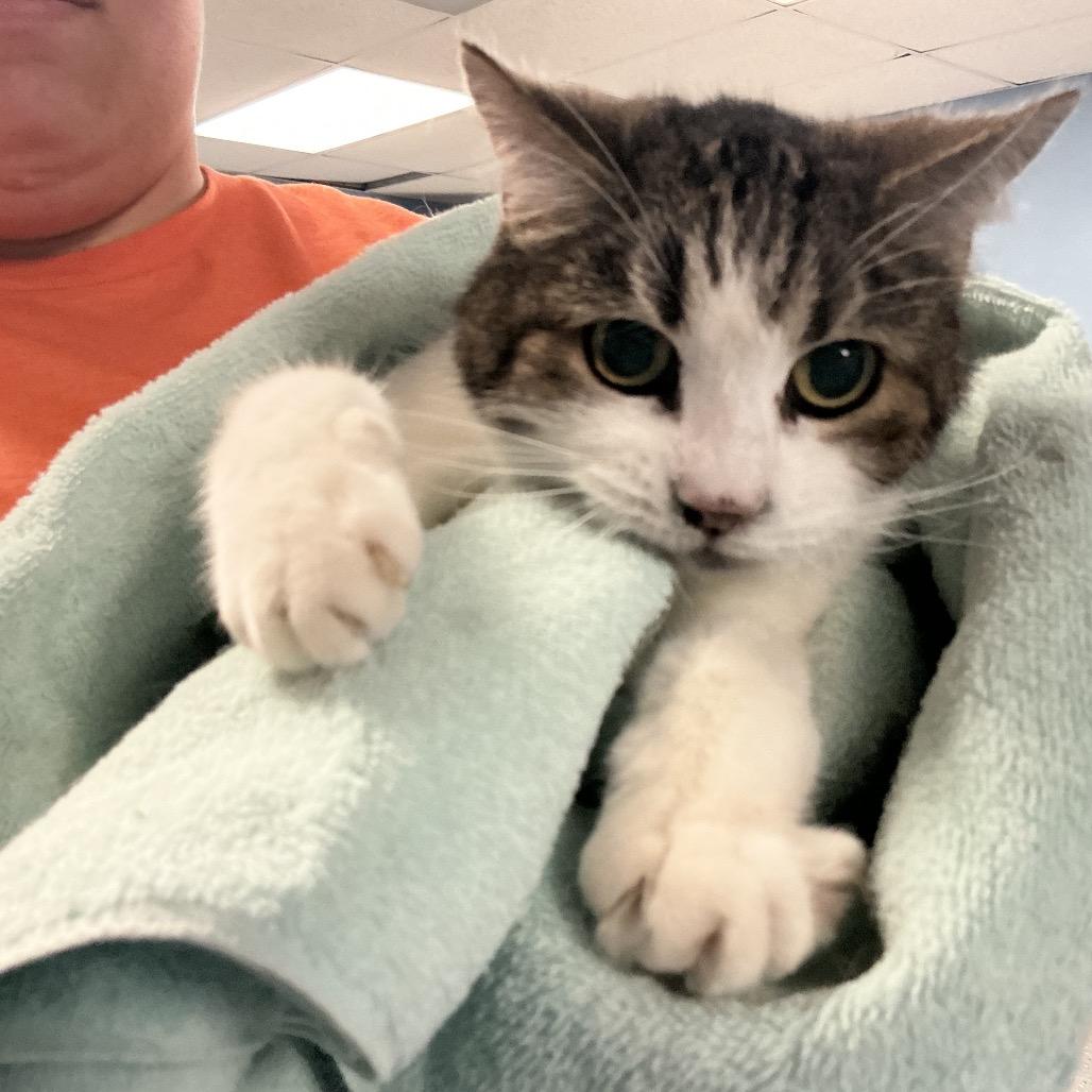 Enlarge Silver, a Adoptable Domestic Short Hair in St Joseph, MO image 2/2