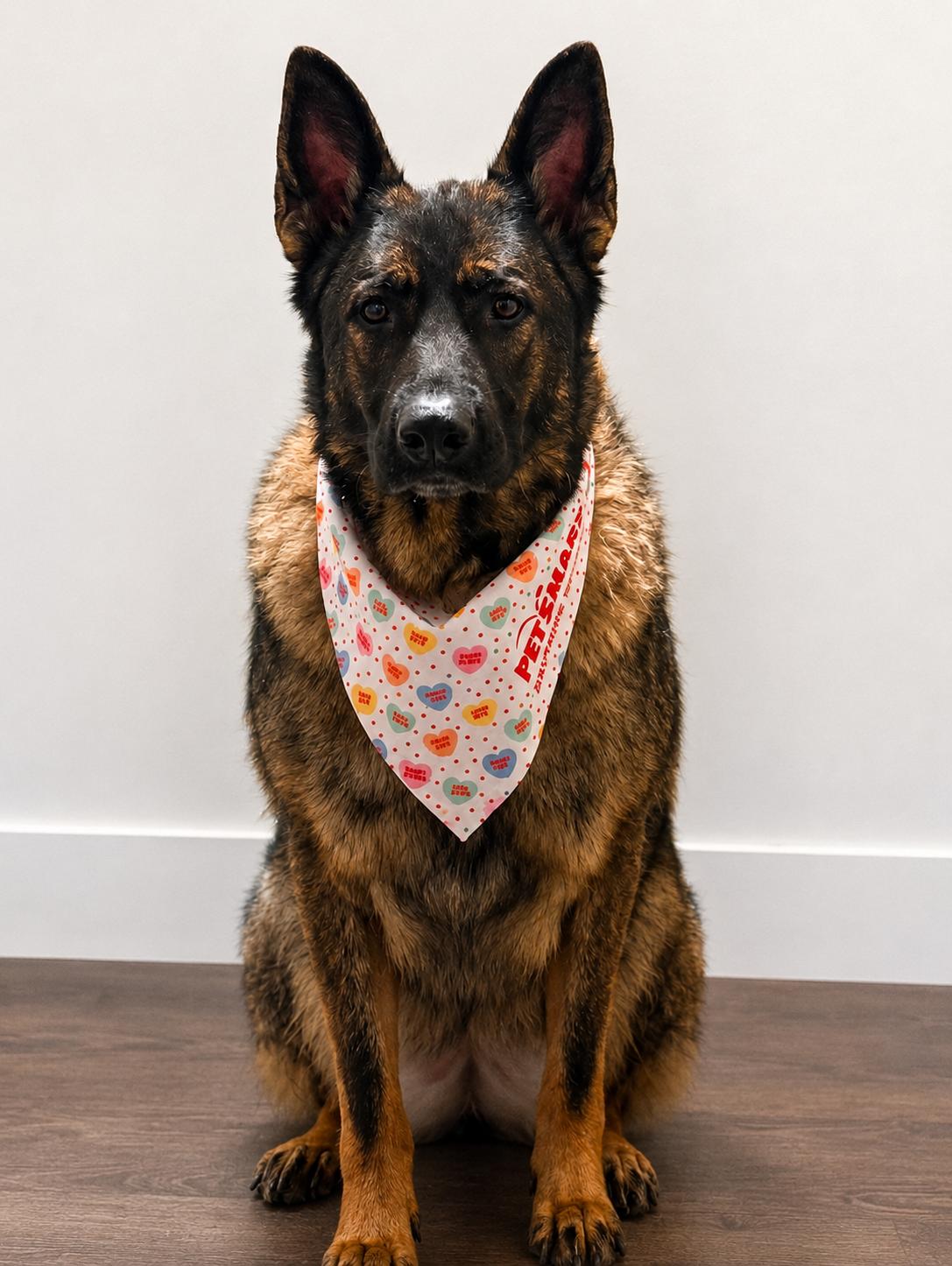 Fiona, ADOPTABLE, Adult Female German Shepherd Dog.