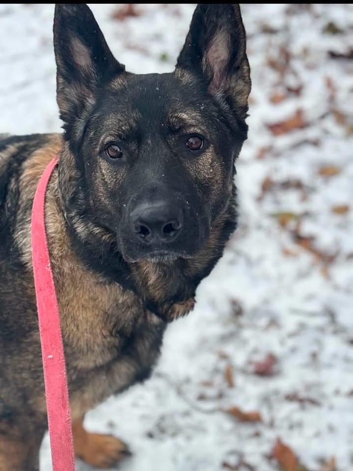 Fiona, a ADOPTABLE German Shepherd Dog in Copley, OH image 2/3