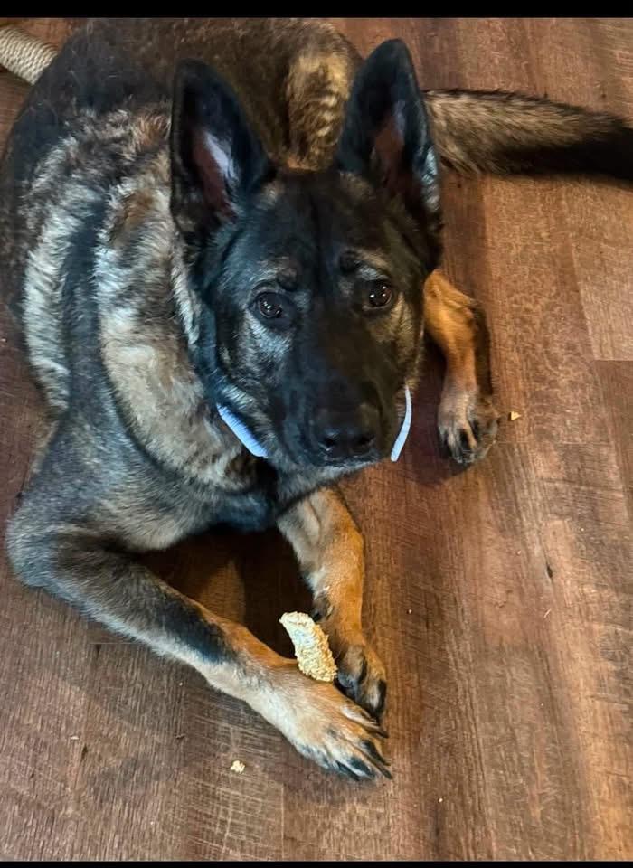 Fiona, a ADOPTABLE German Shepherd Dog in Copley, OH image 3/3