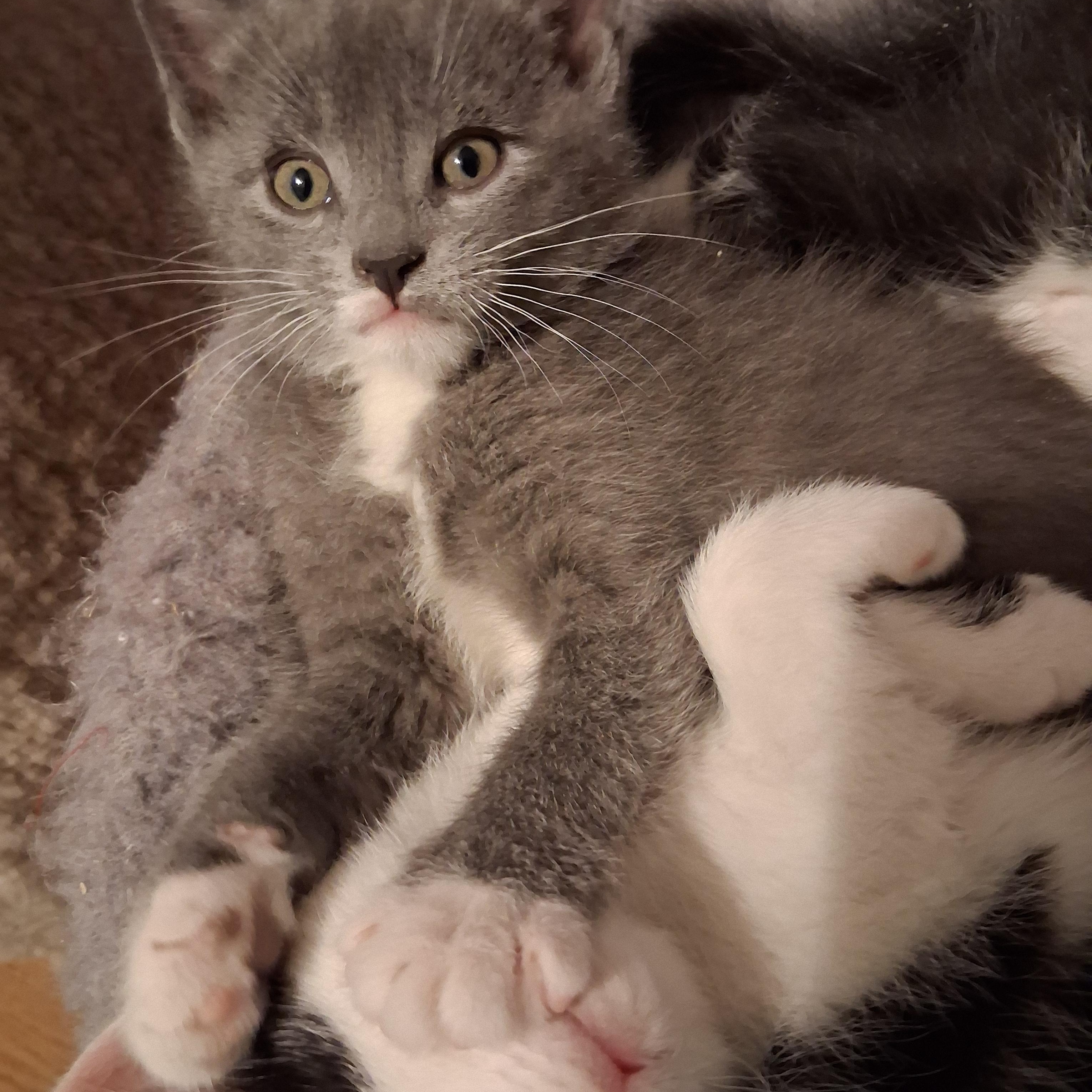 Enlarge Rico, an adopted Domestic Short Hair in Greensboro, NC image 2/6