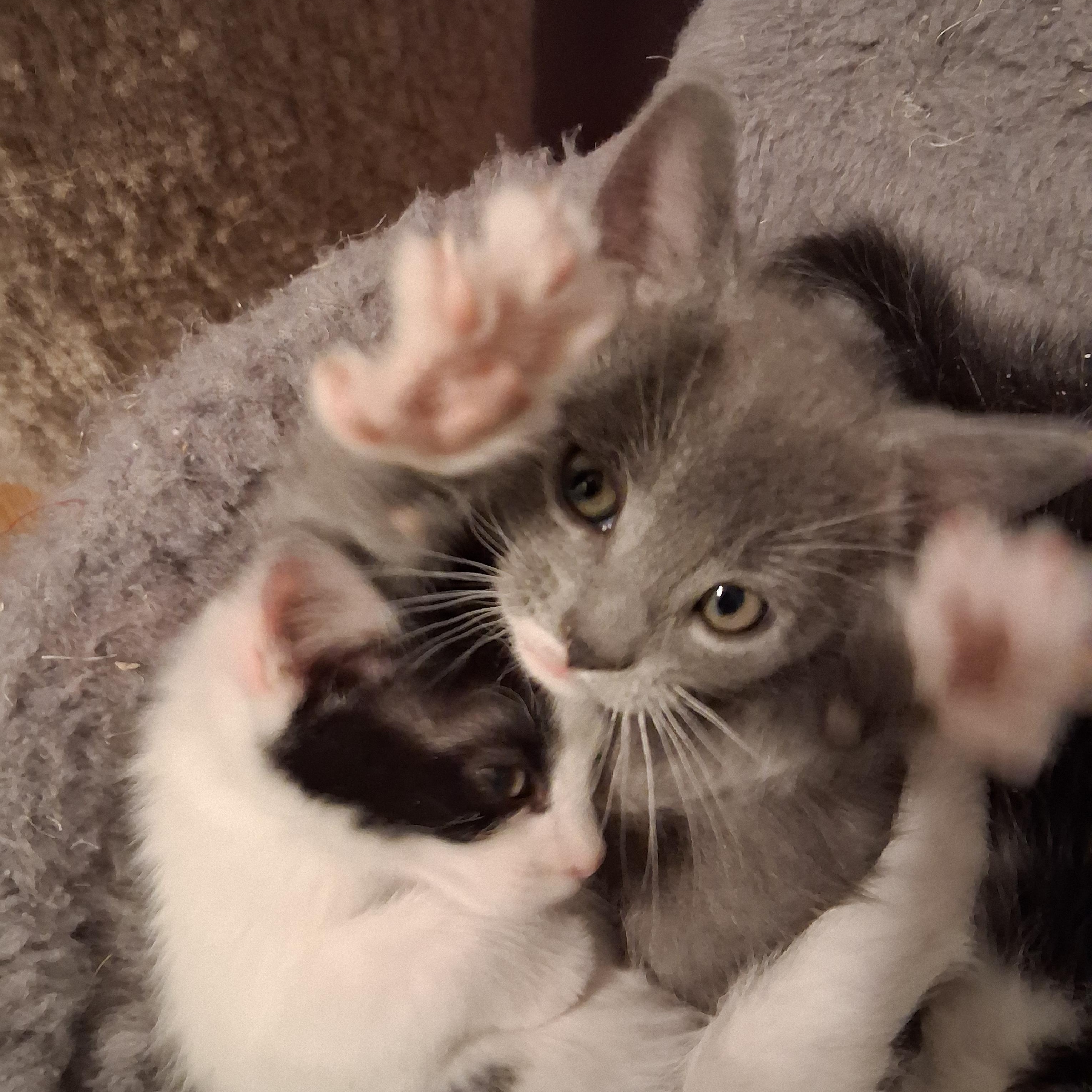 Enlarge Rico, an adopted Domestic Short Hair in Greensboro, NC image 5/6