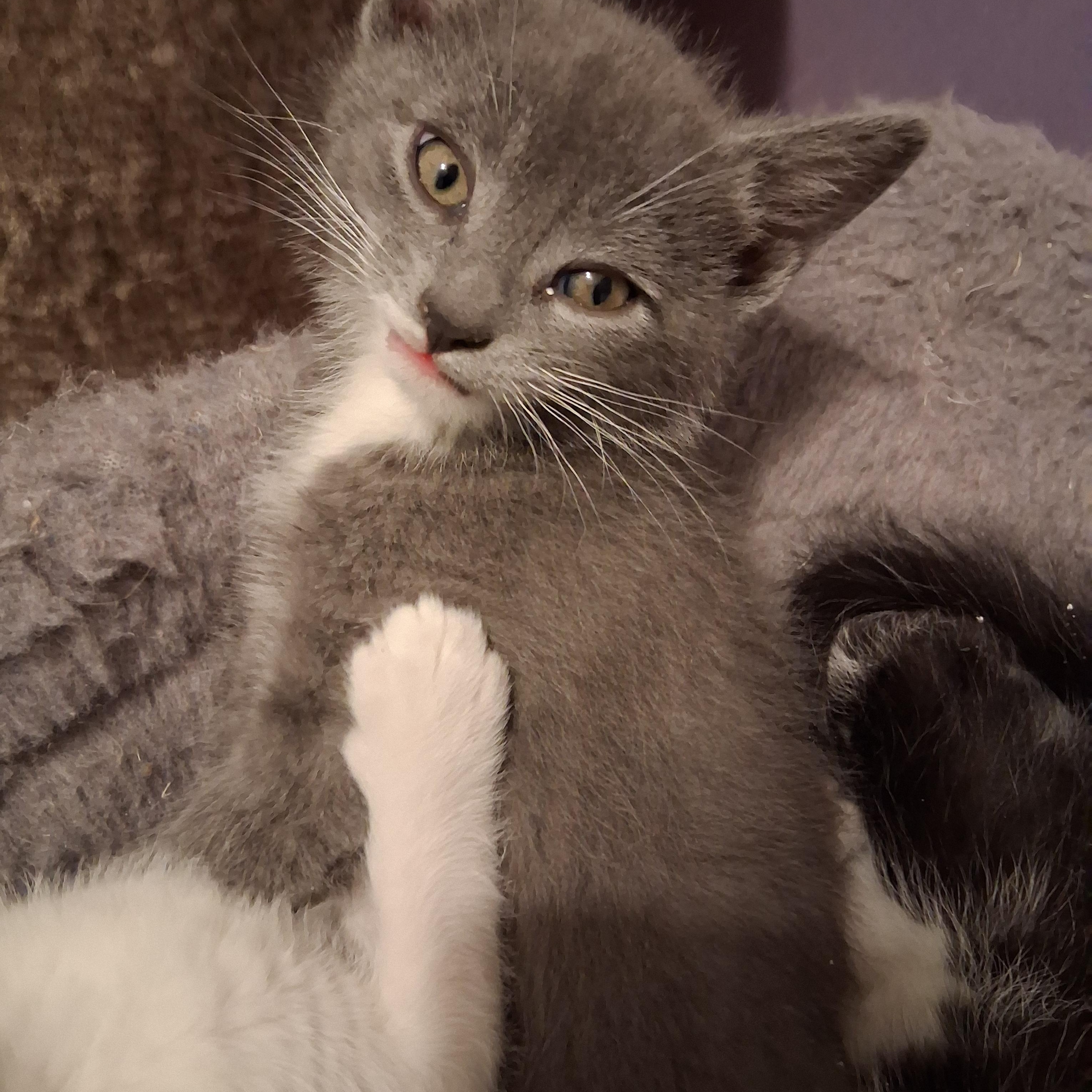 Enlarge Rico, an adopted Domestic Short Hair in Greensboro, NC image 1/6