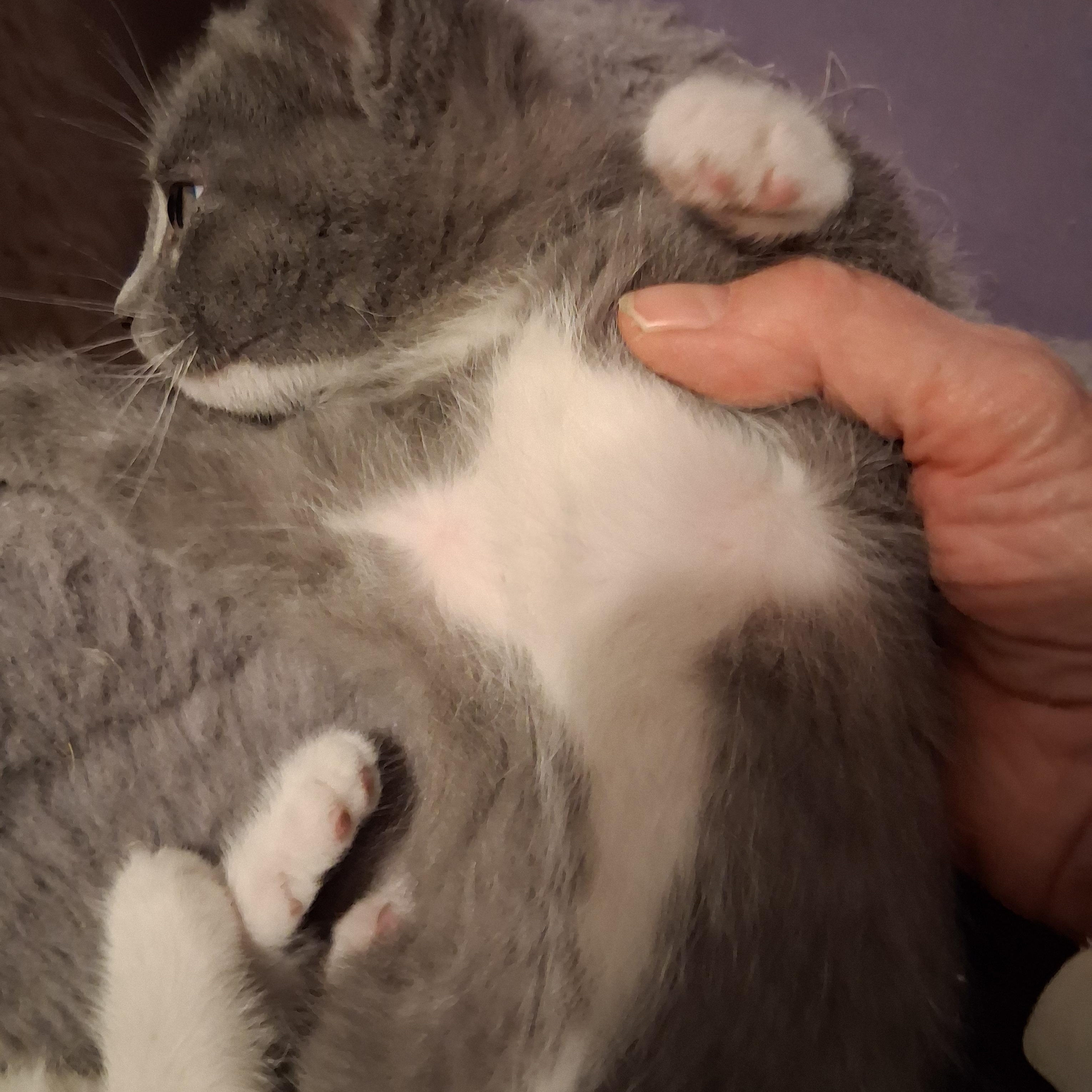 Enlarge Rico, an adopted Domestic Short Hair in Greensboro, NC image 4/6