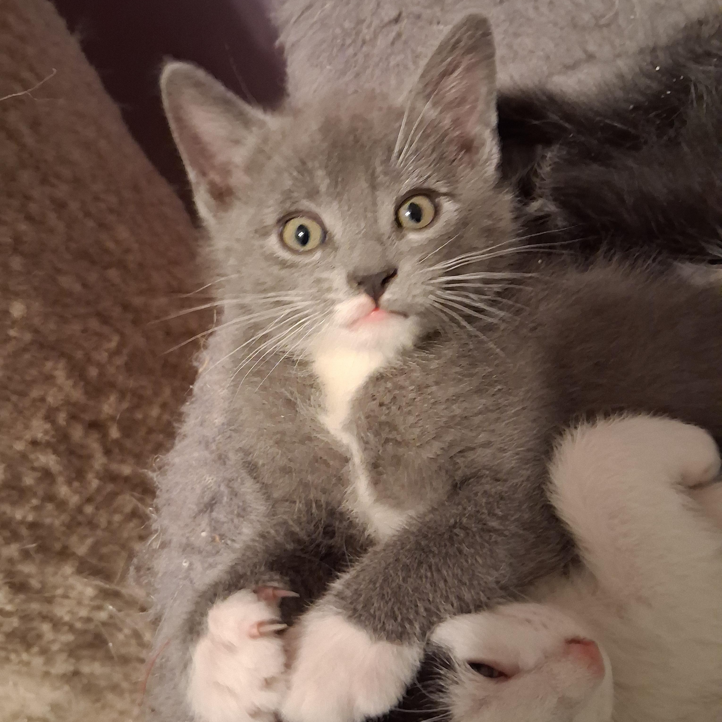 Enlarge Rico, an adopted Domestic Short Hair in Greensboro, NC image 3/6