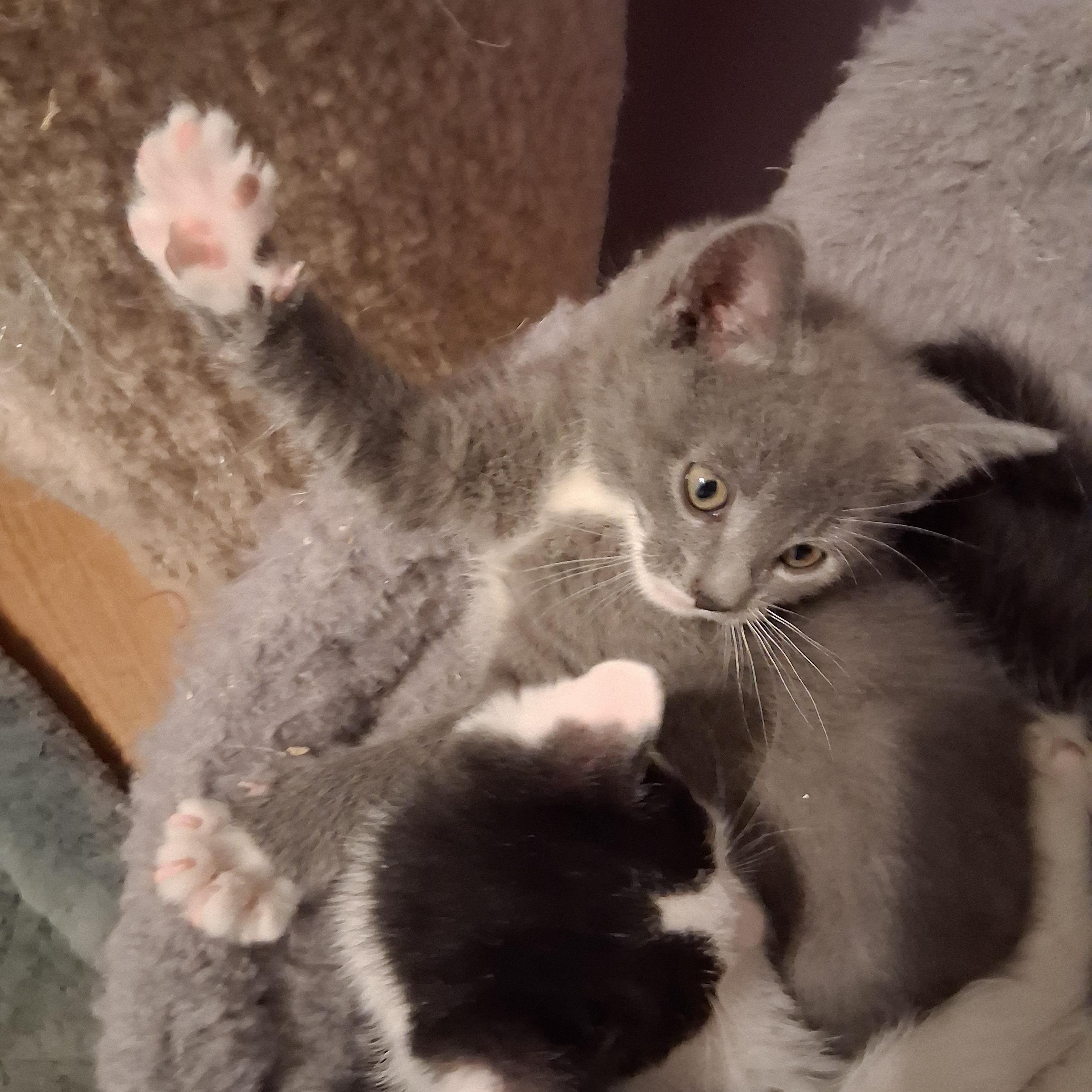 Enlarge Rico, an adopted Domestic Short Hair in Greensboro, NC image 6/6