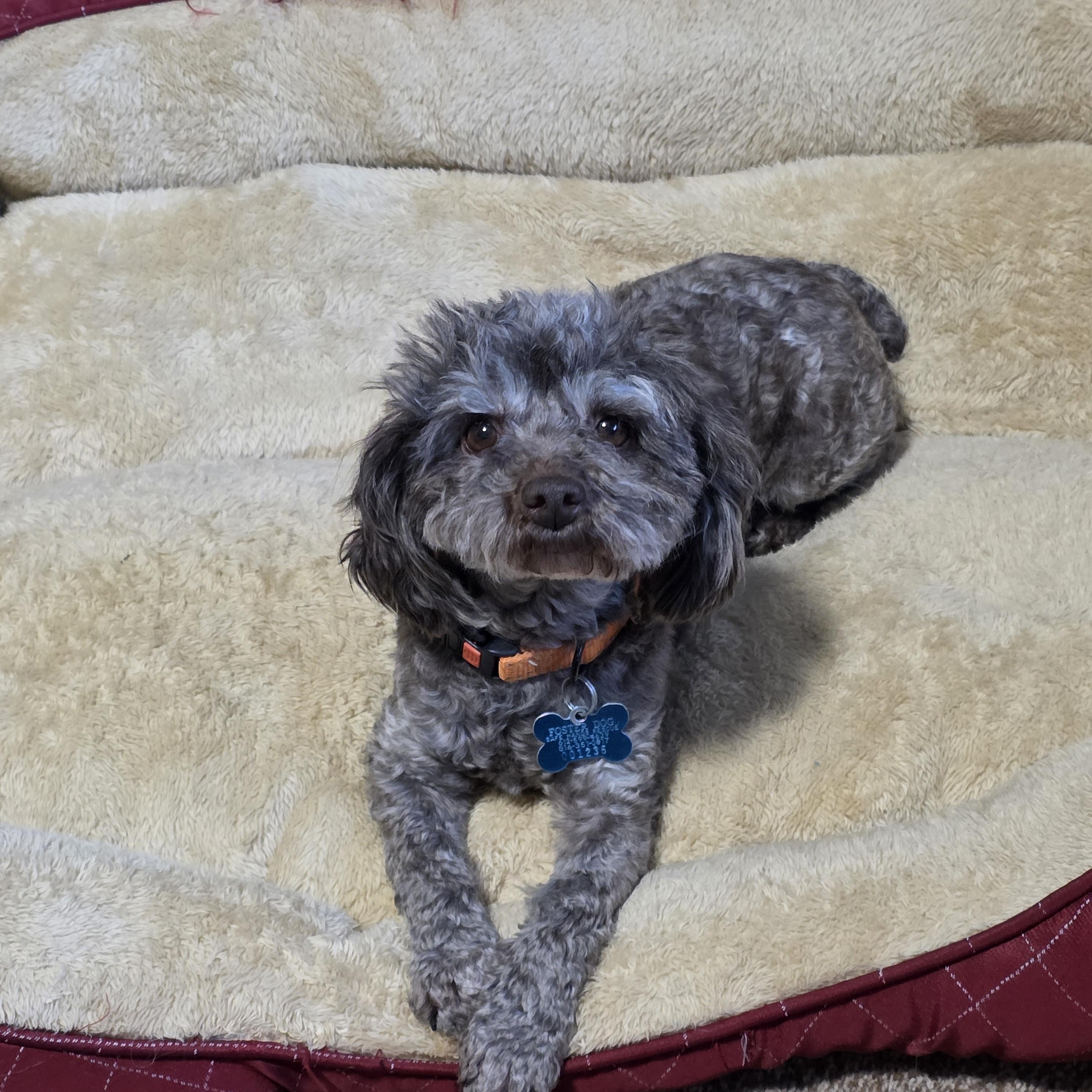 Miriam, adopted, Young Female Poodle & Mixed Breed.