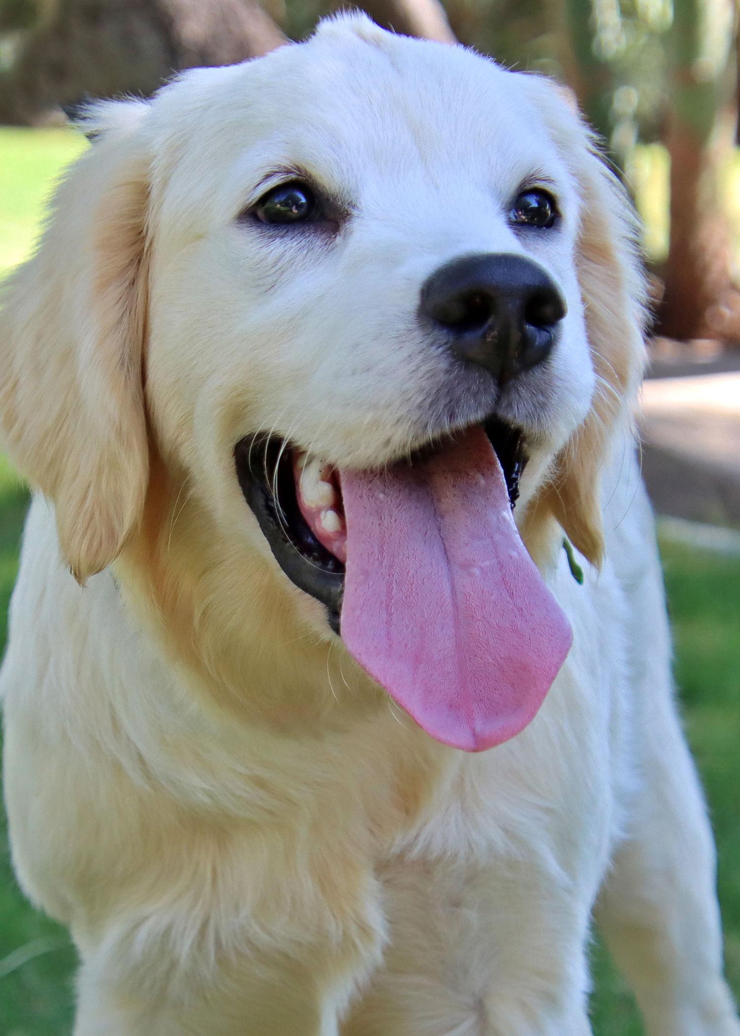 Enlarge Barbie/Maisey, a Adopted Golden Retriever in Glendale, AZ image 1/3