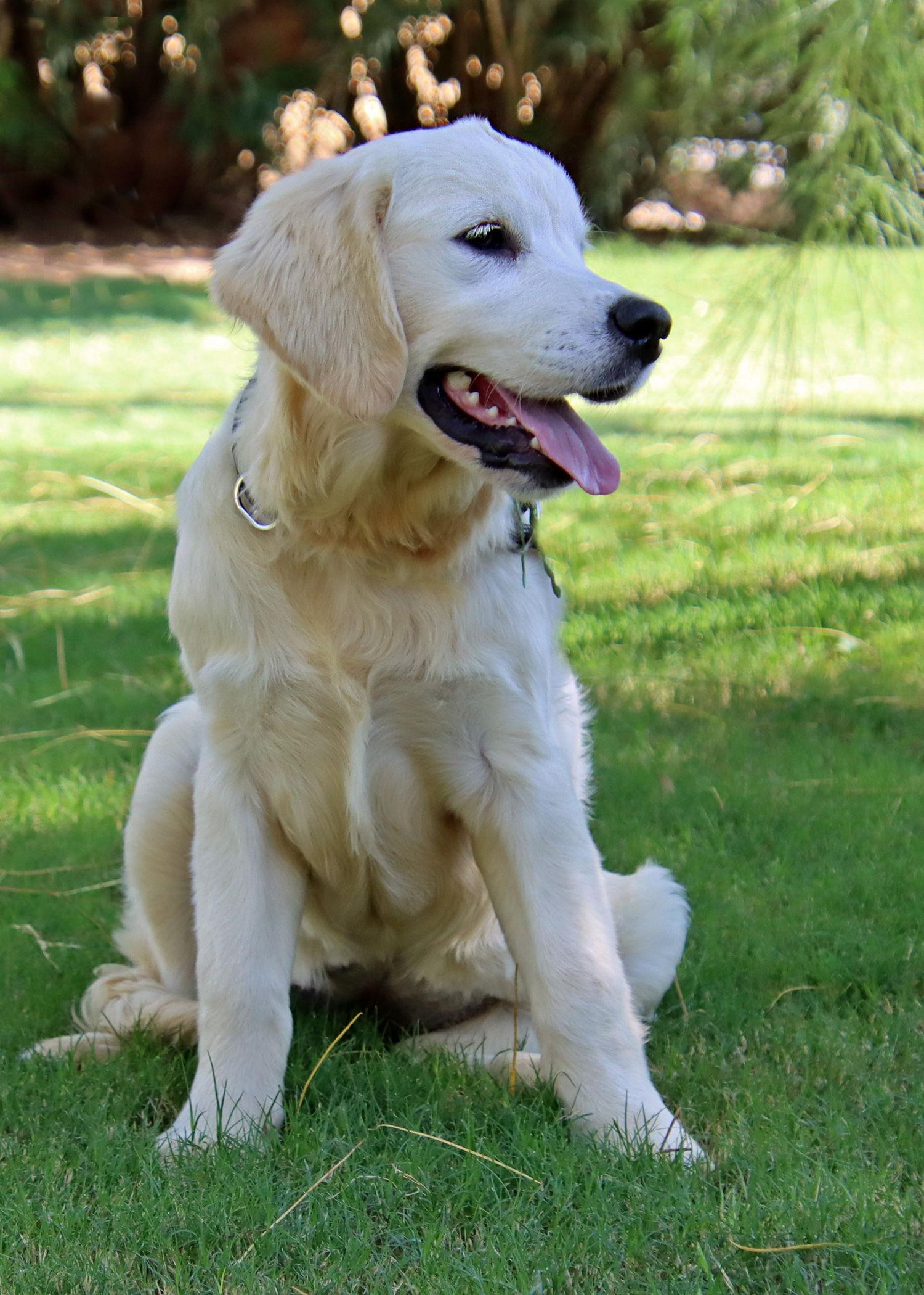 Enlarge Barbie/Maisey, a Adopted Golden Retriever in Glendale, AZ image 2/3