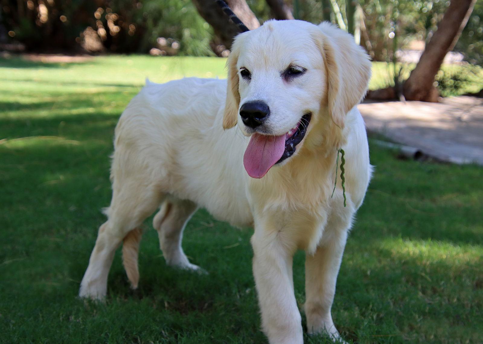 Enlarge Barbie/Maisey, a Adopted Golden Retriever in Glendale, AZ image 3/3