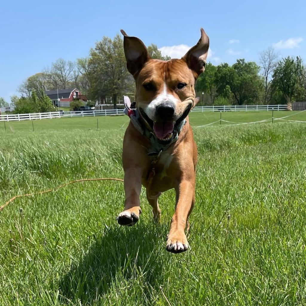 Hercules, Adoptable, Senior Male Pit Bull Terrier.