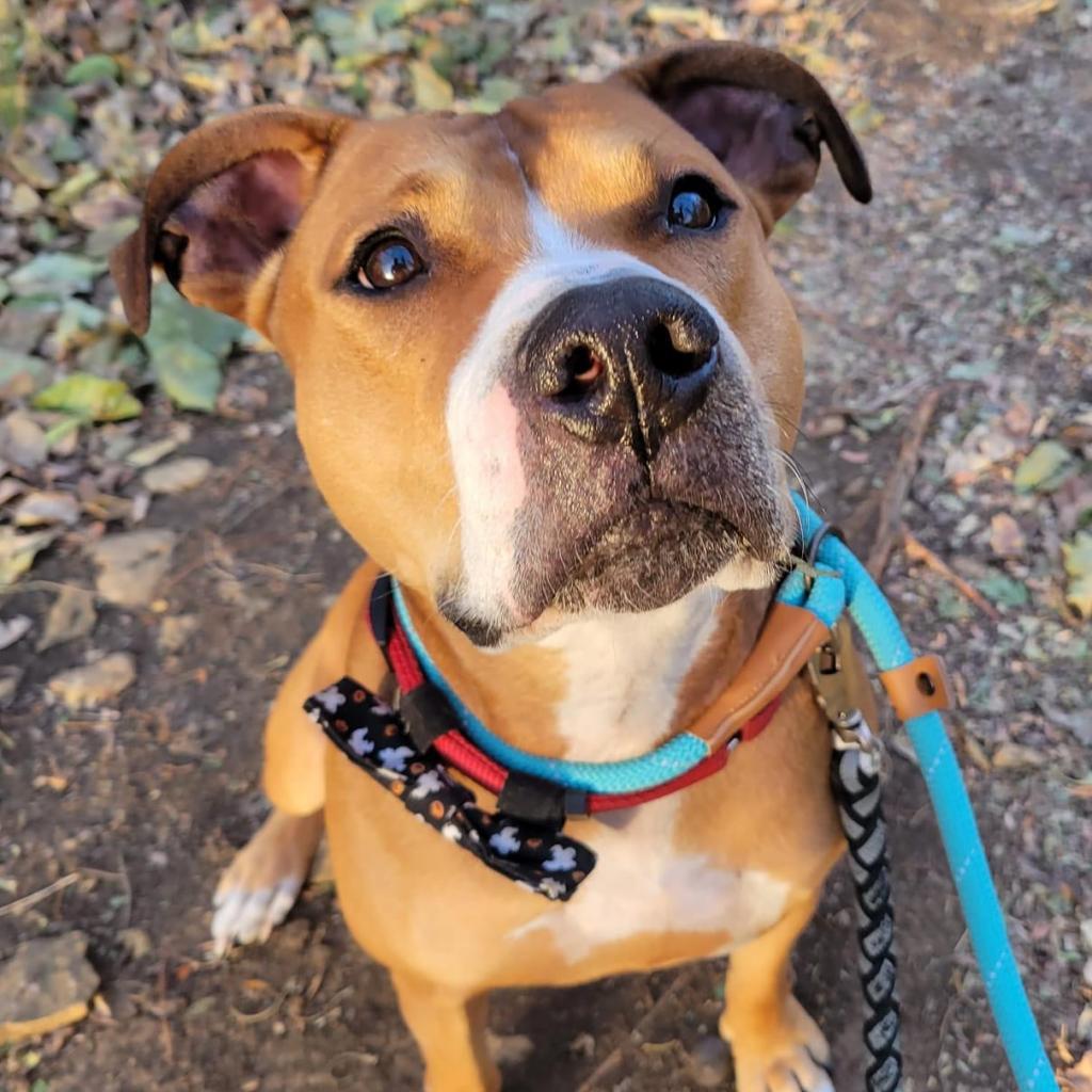 Enlarge Hercules, a Adoptable Pit Bull Terrier in Spring Hill, KS image 2/6