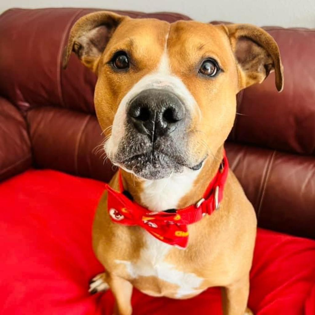Enlarge Hercules, a Adoptable Pit Bull Terrier in Spring Hill, KS image 3/6
