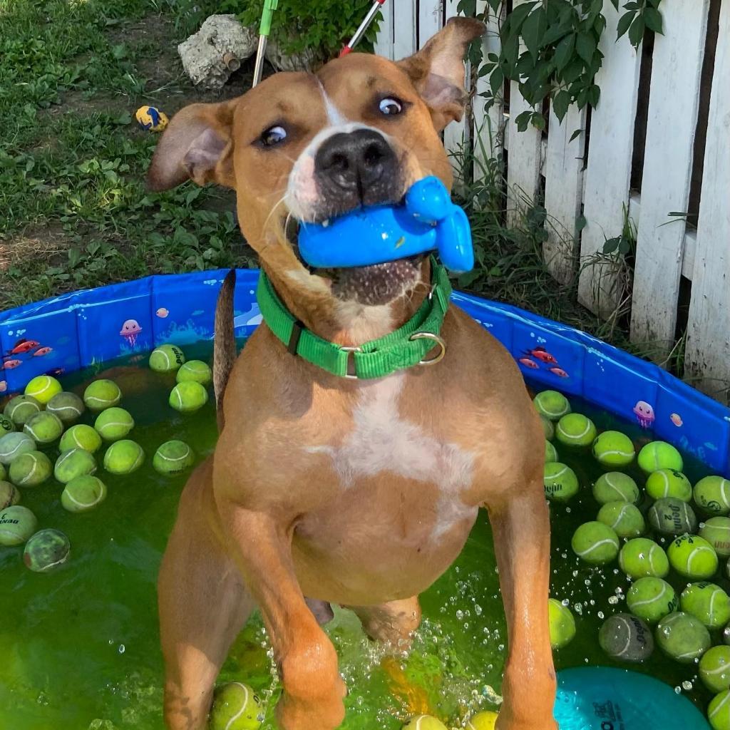 Enlarge Hercules, a Adoptable Pit Bull Terrier in Spring Hill, KS image 4/6