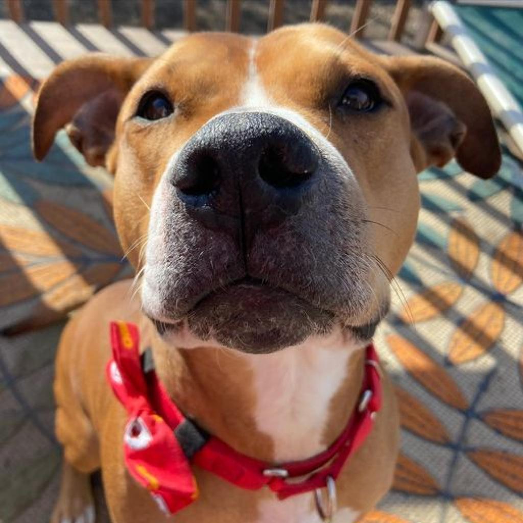 Enlarge Hercules, a Adoptable Pit Bull Terrier in Spring Hill, KS image 5/6