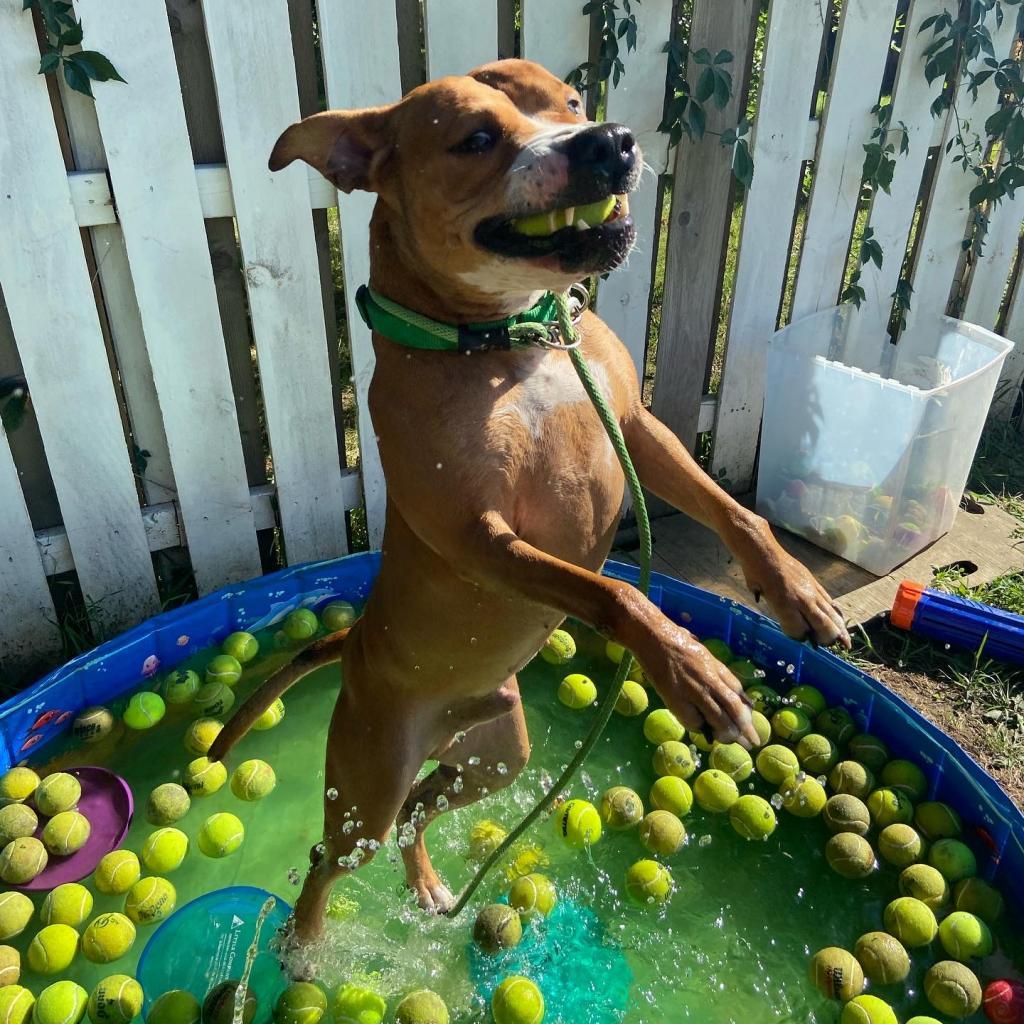 Enlarge Hercules, a Adoptable Pit Bull Terrier in Spring Hill, KS image 6/6