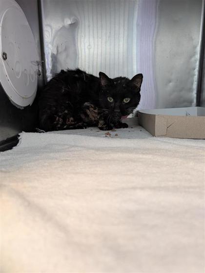 Karma, Adoptable, Senior Female Domestic Short Hair.