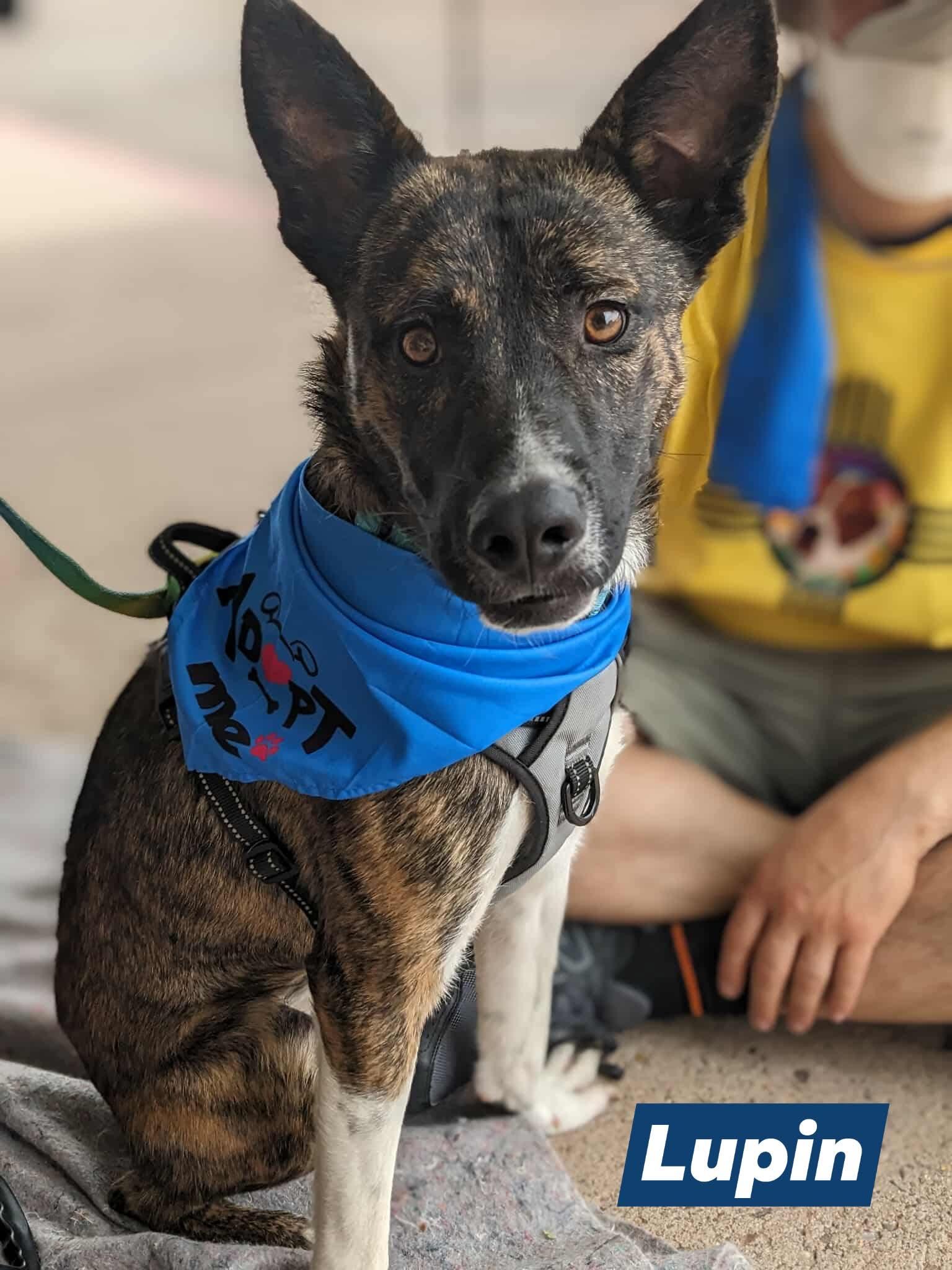 Lupin