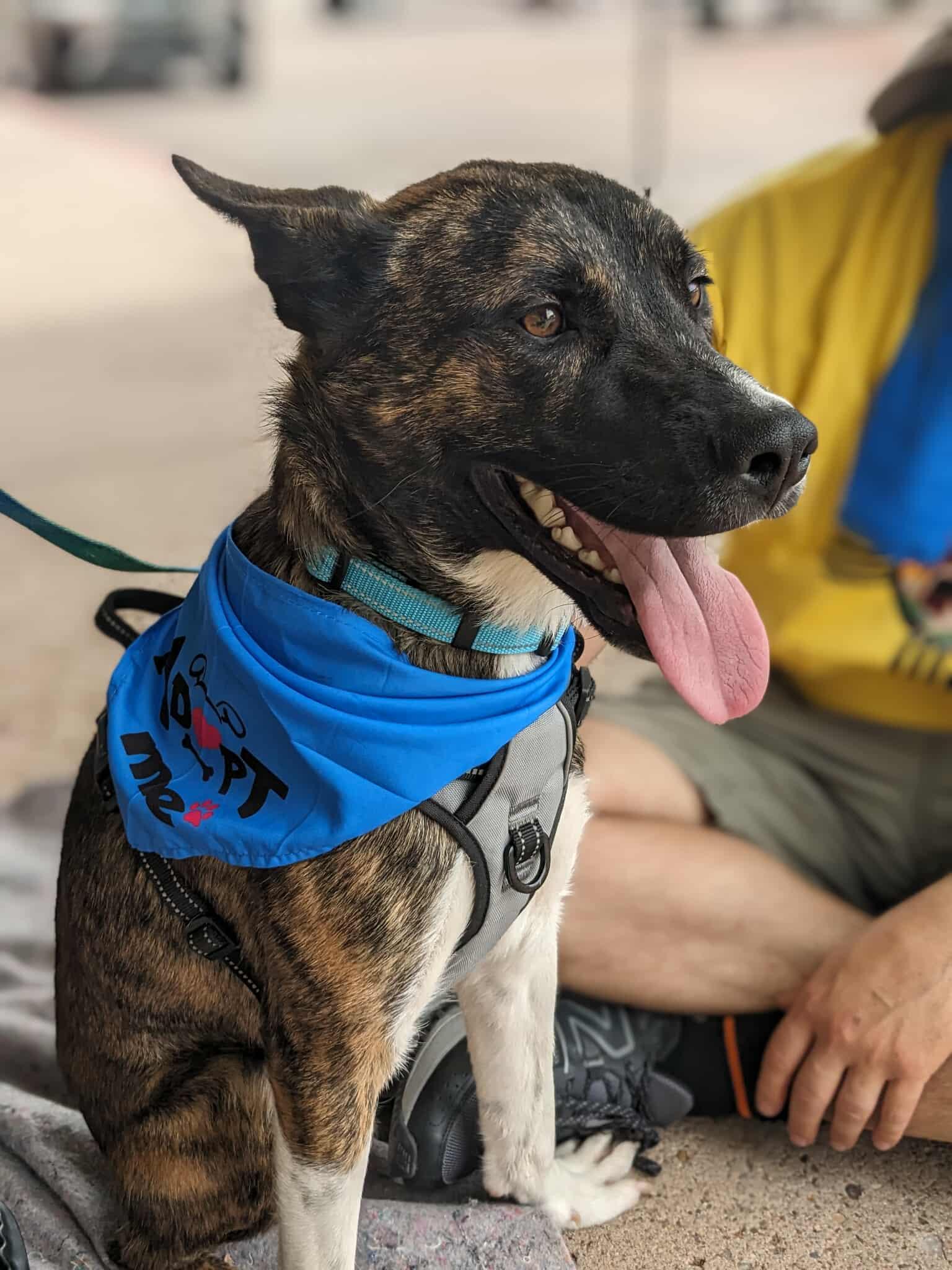 Lupin, an adoptable German Shepherd Dog, Belgian Shepherd / Malinois in Portales, NM, 88130 | Photo Image 3