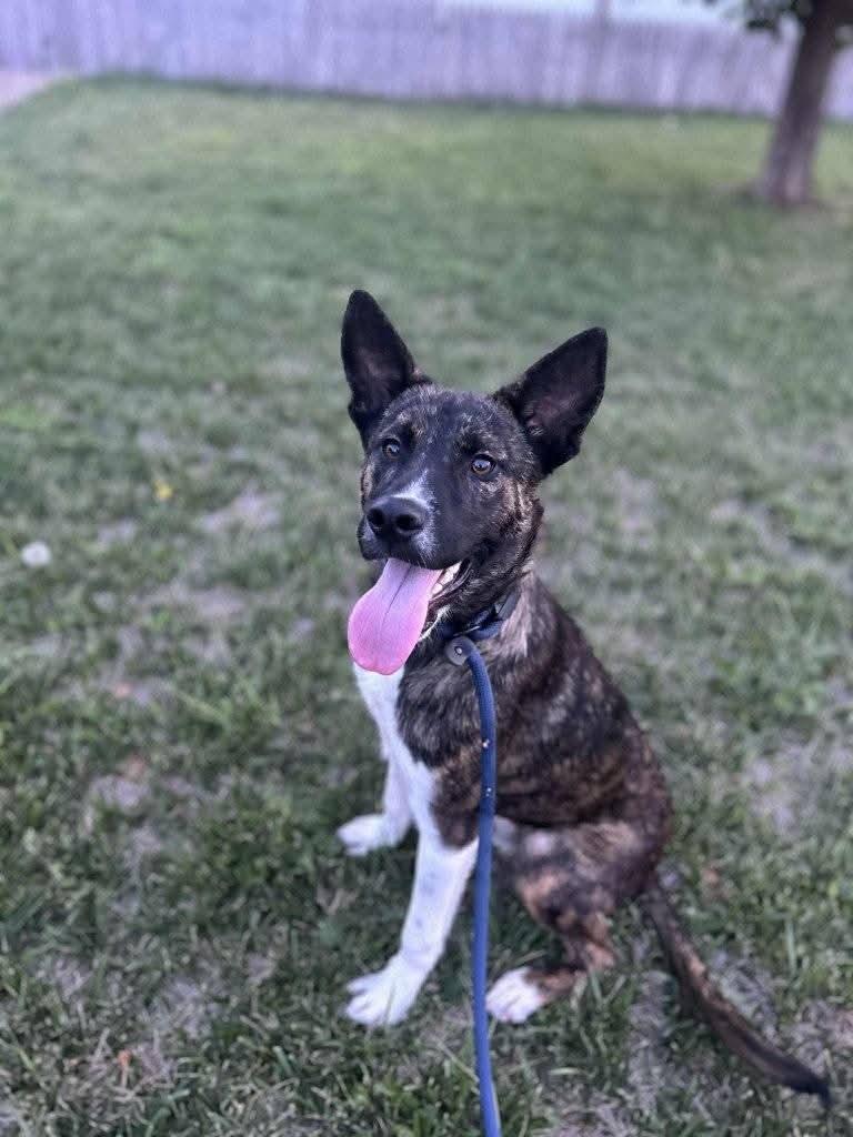 Lupin, an adoptable German Shepherd Dog, Belgian Shepherd / Malinois in Portales, NM, 88130 | Photo Image 2
