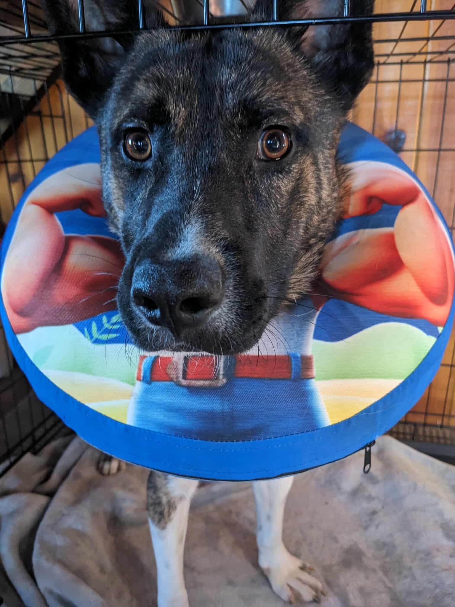 Lupin, an adoptable German Shepherd Dog, Belgian Shepherd / Malinois in Portales, NM, 88130 | Photo Image 4