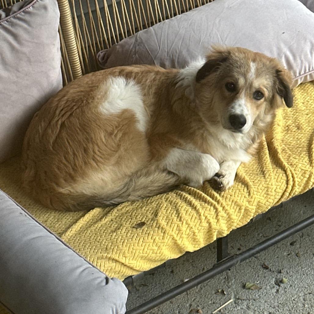 Enlarge Nutmeg-Rosie, a Adoptable mixed breed in Duck River, TN image 1/6