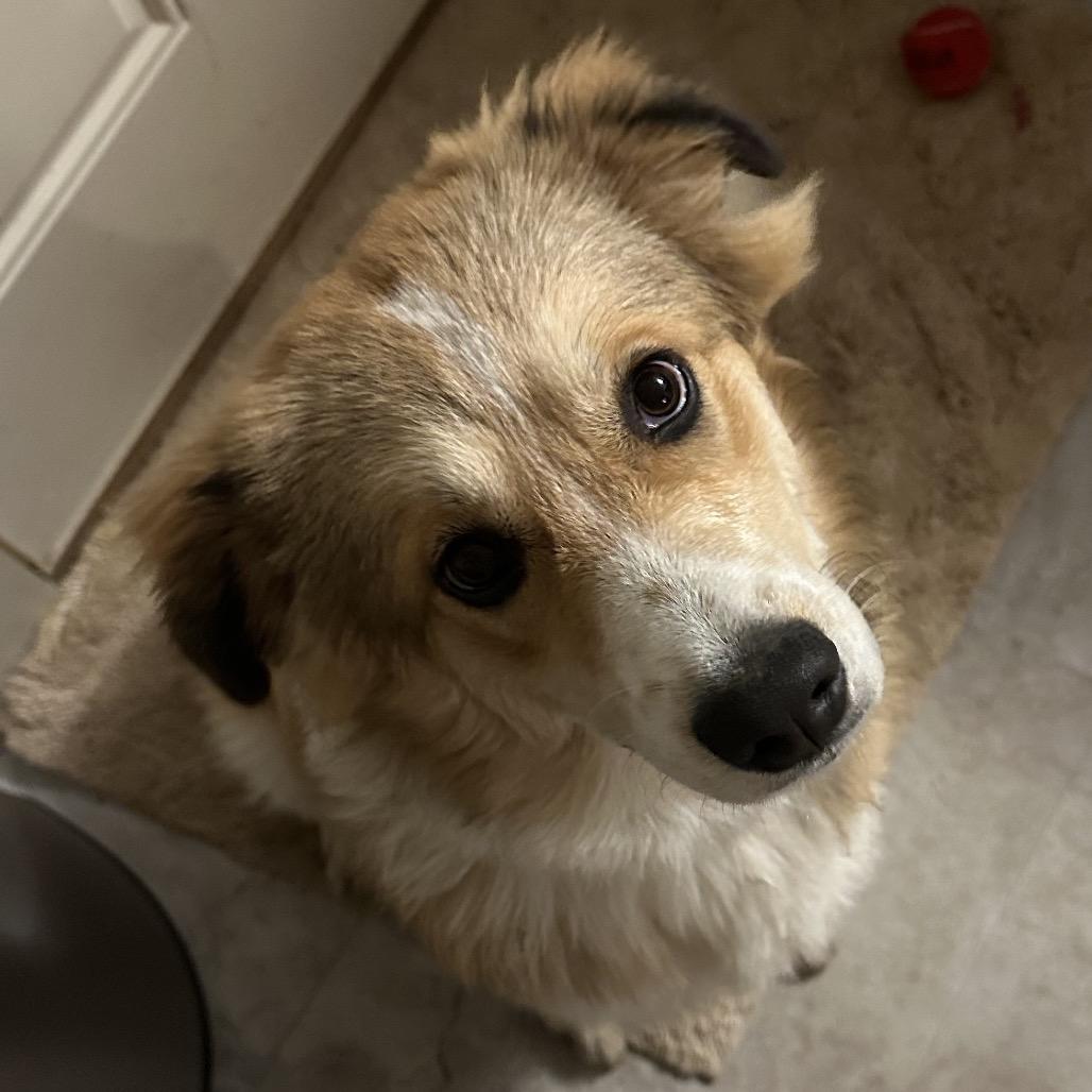 Enlarge Nutmeg-Rosie, a Adoptable mixed breed in Duck River, TN image 2/6