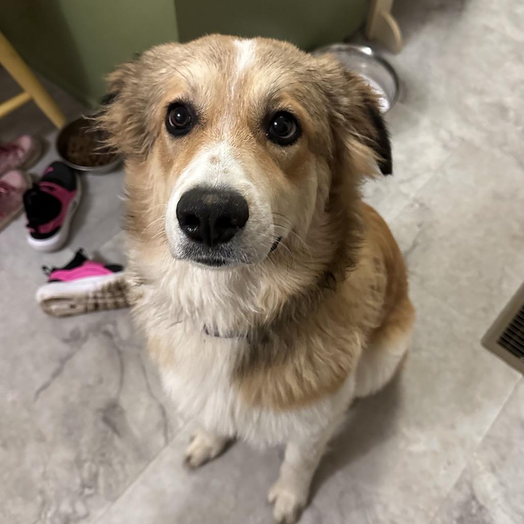 Enlarge Nutmeg-Rosie, a Adoptable mixed breed in Duck River, TN image 3/6