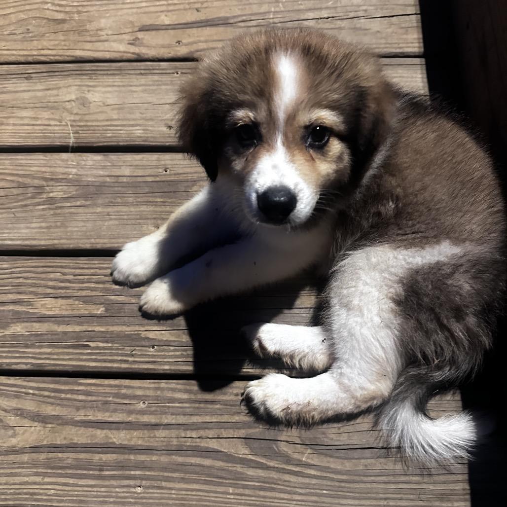 Enlarge Nutmeg-Rosie, a Adoptable mixed breed in Duck River, TN image 4/6